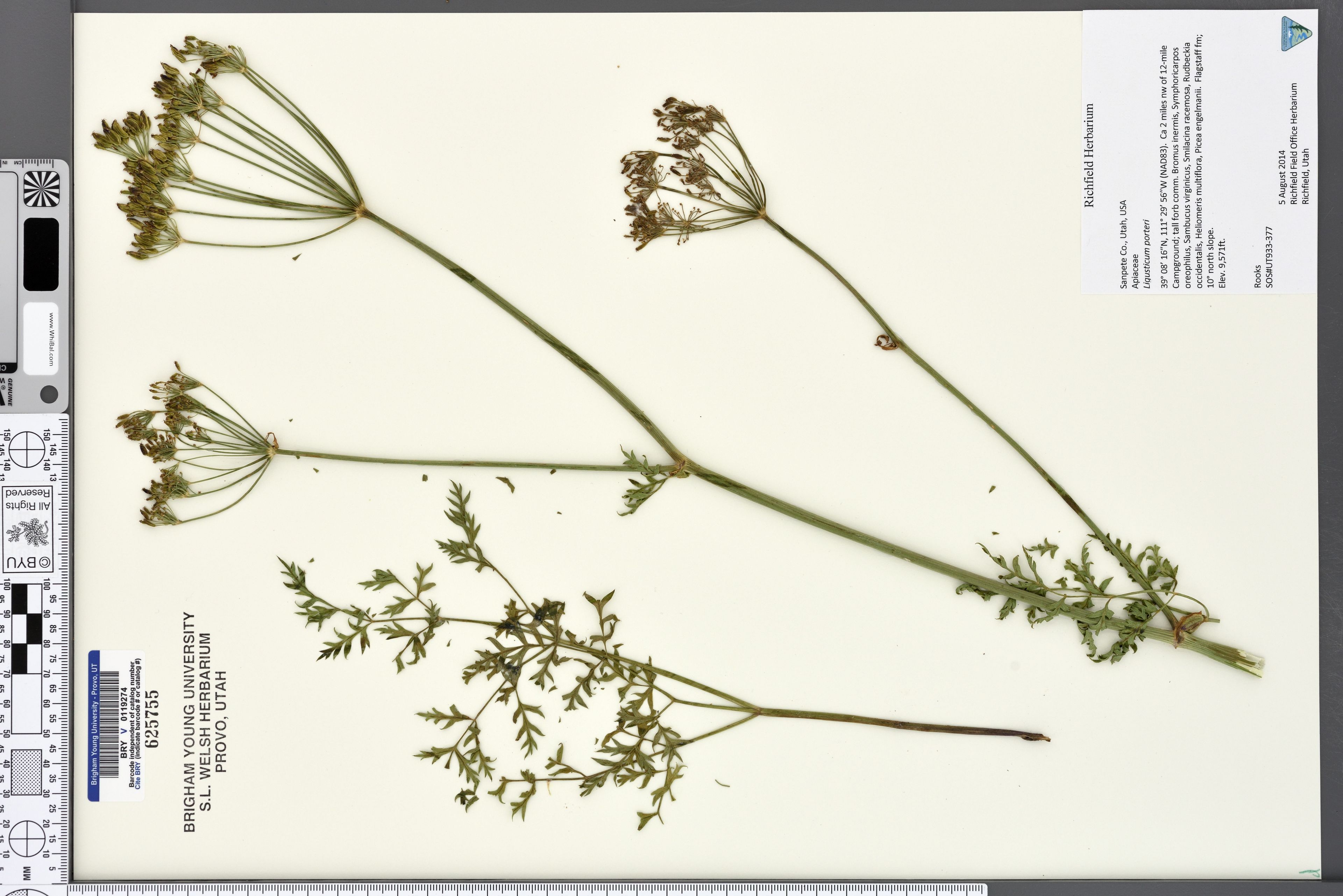 Ligusticum filicinum - 69