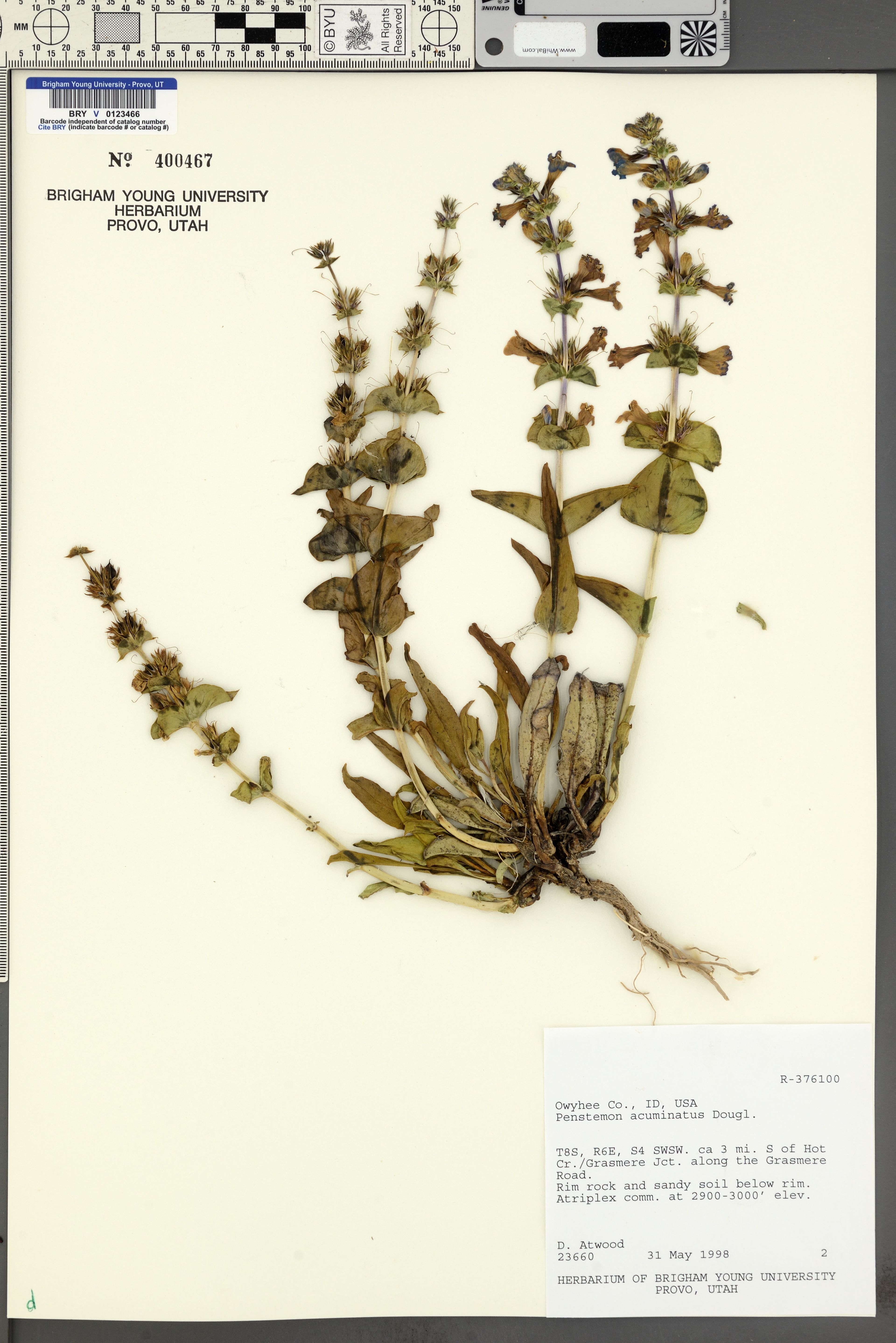 Penstemon acuminatus - 67