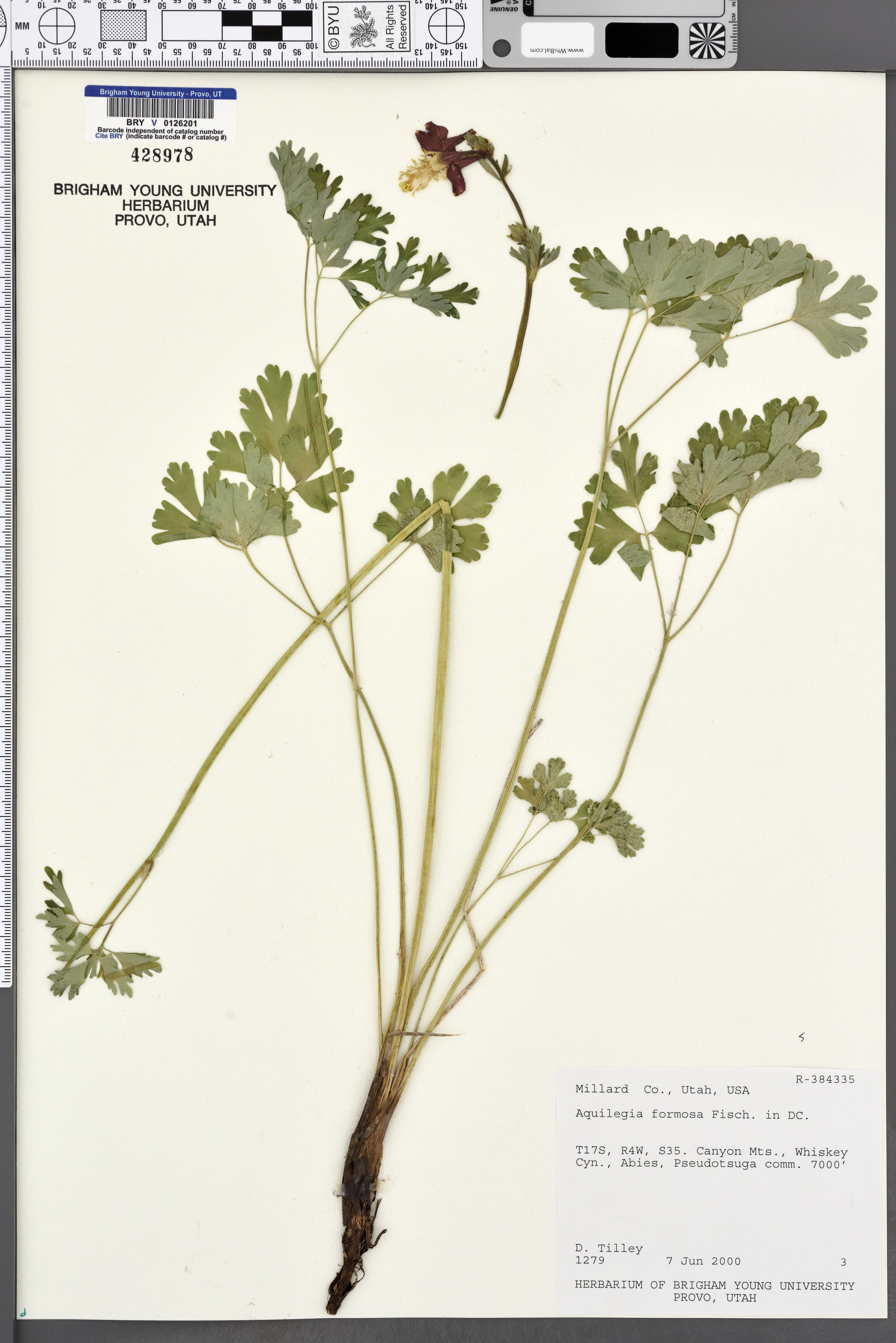 Aquilegia formosa - 36