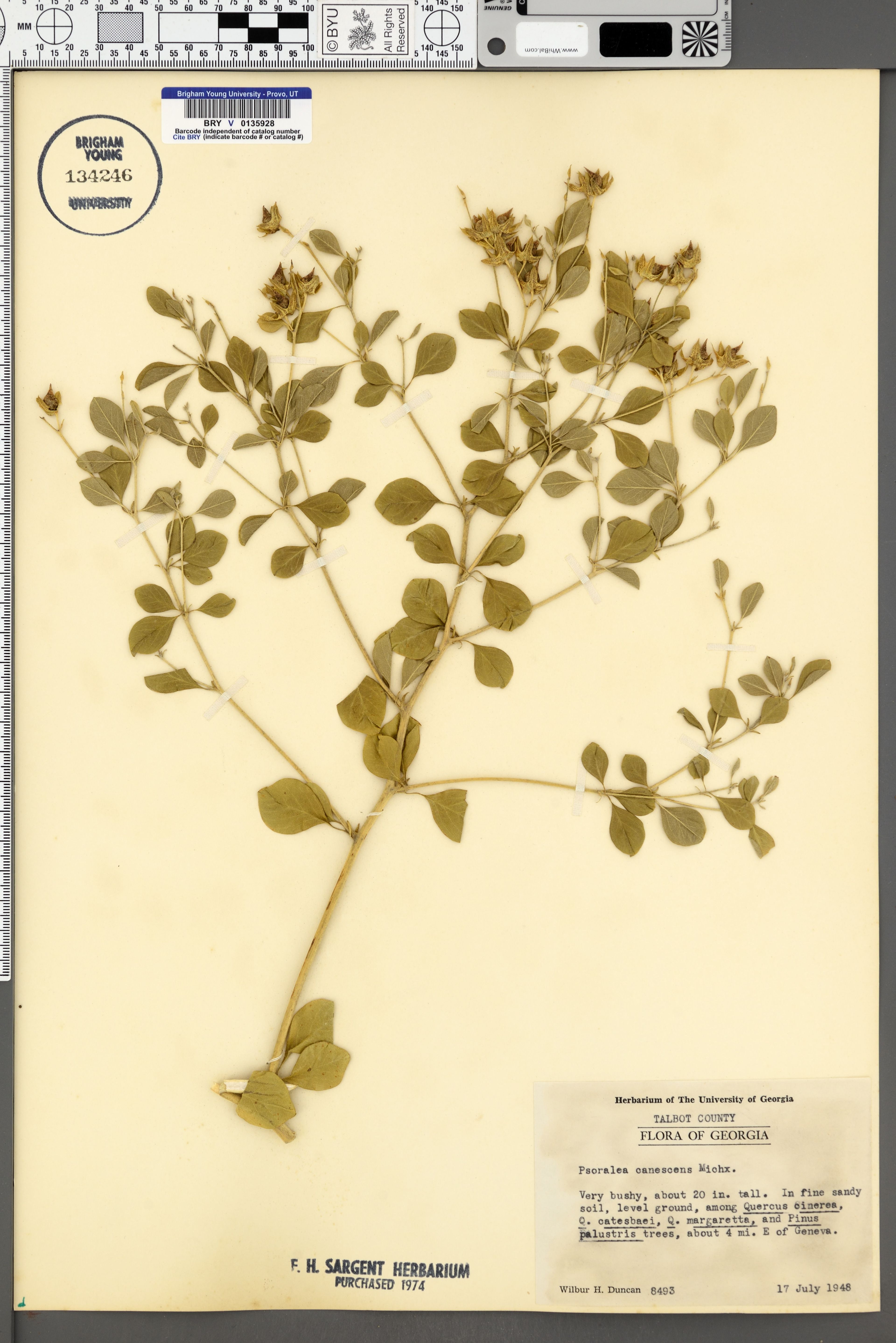 Psoralea canescens - 53