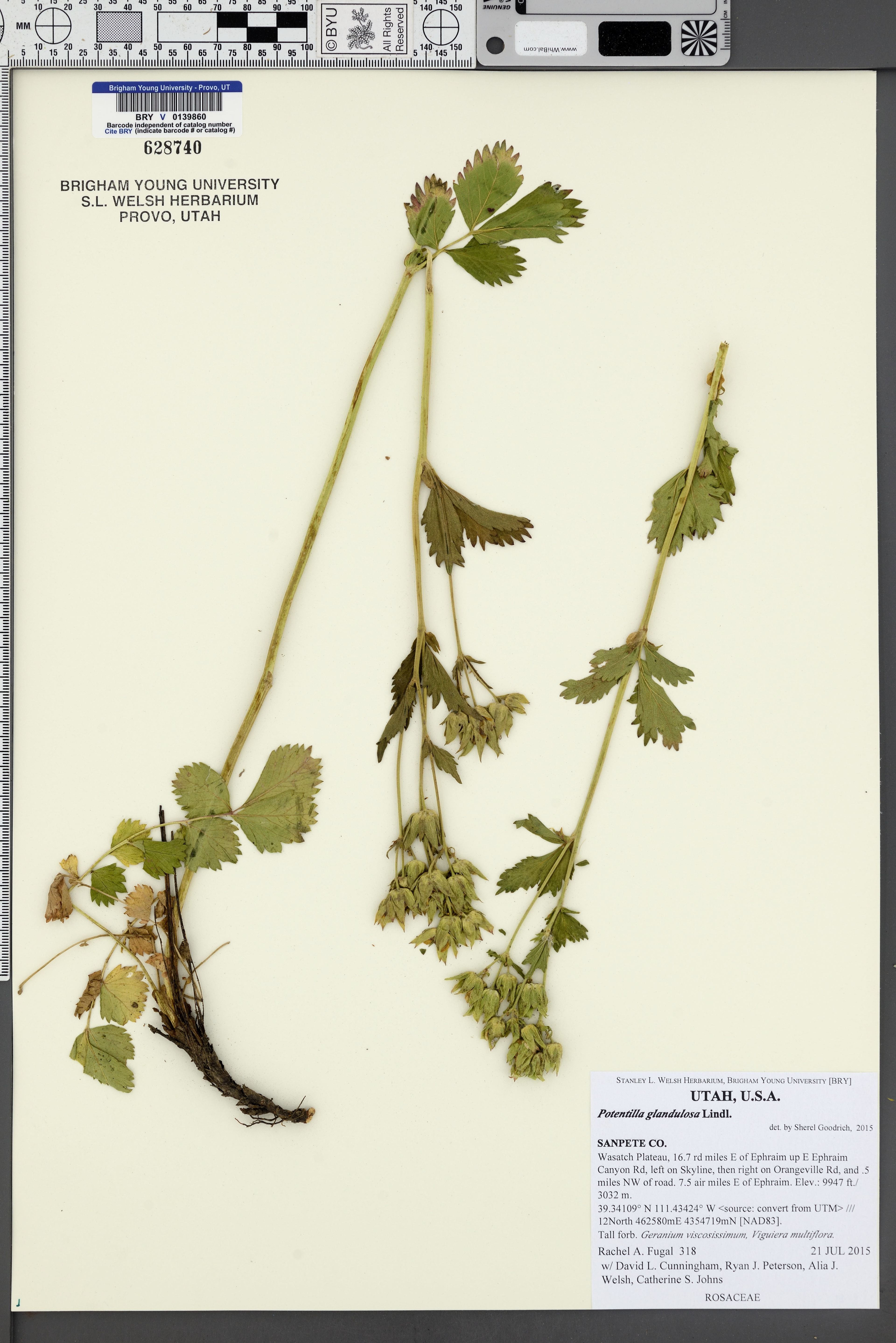 Potentilla glandulosa - 4