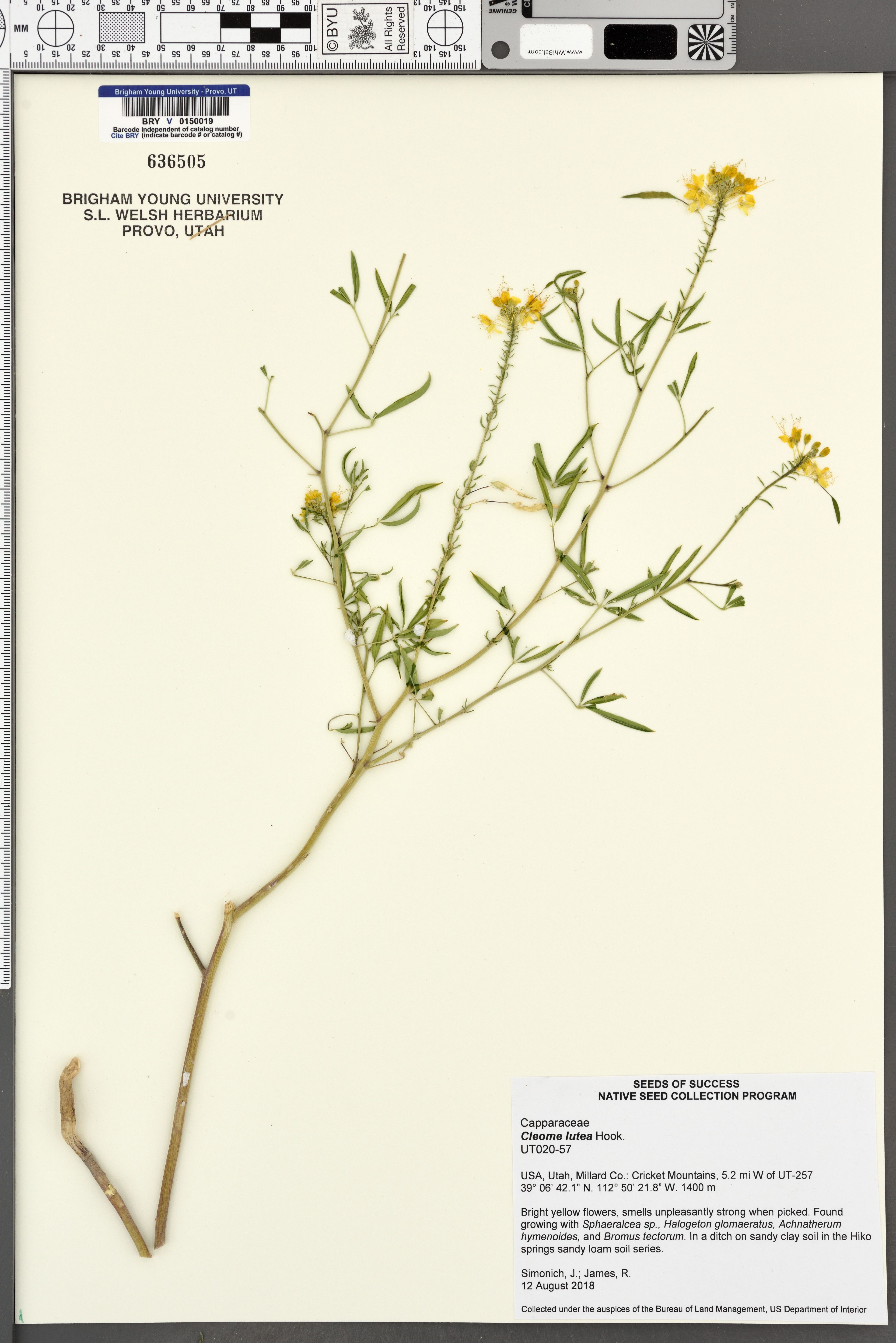Cleome lutea - 47