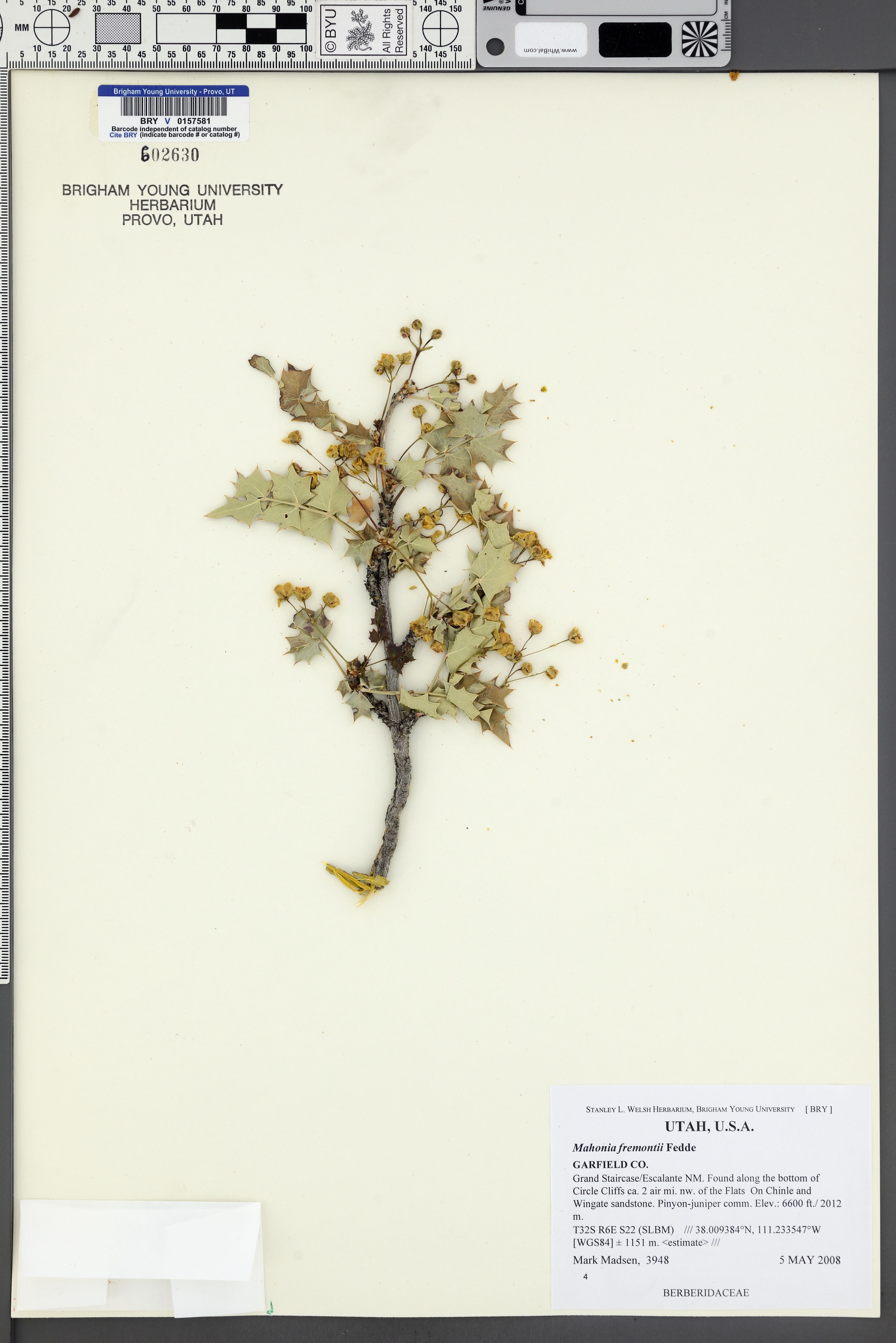 Mahonia fremontii - 8