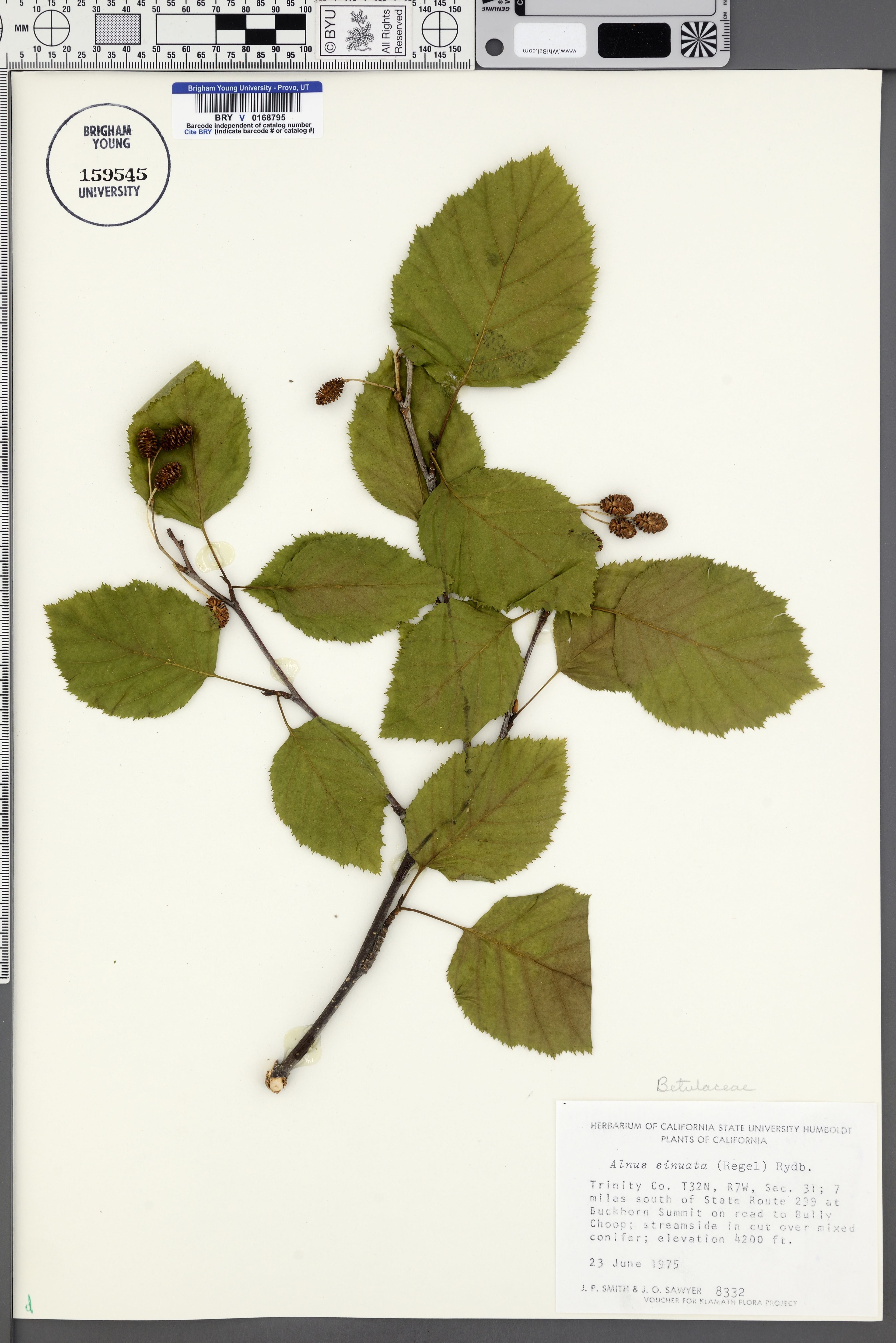 Alnus sinuata - 14
