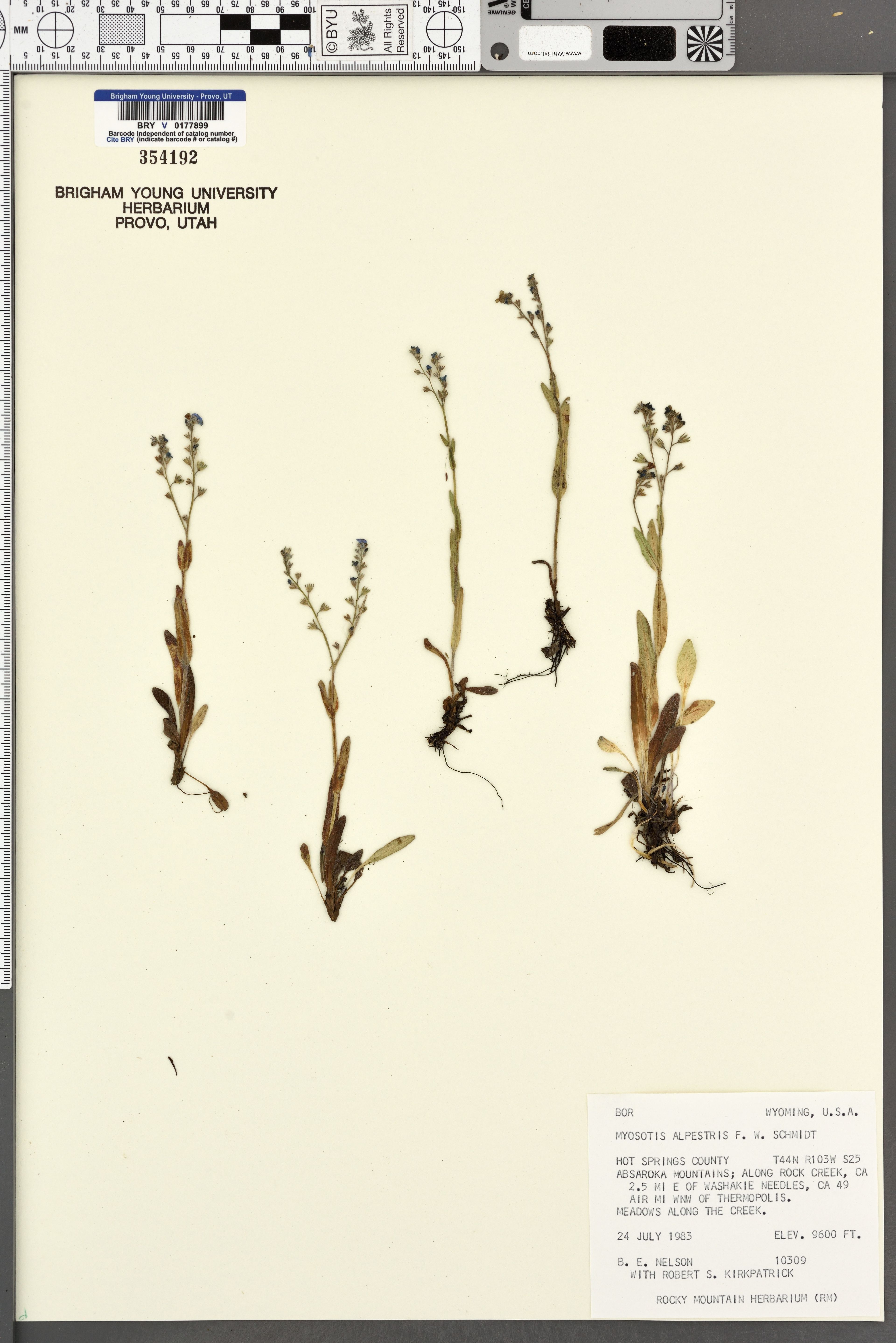 Myosotis alpestris - 84