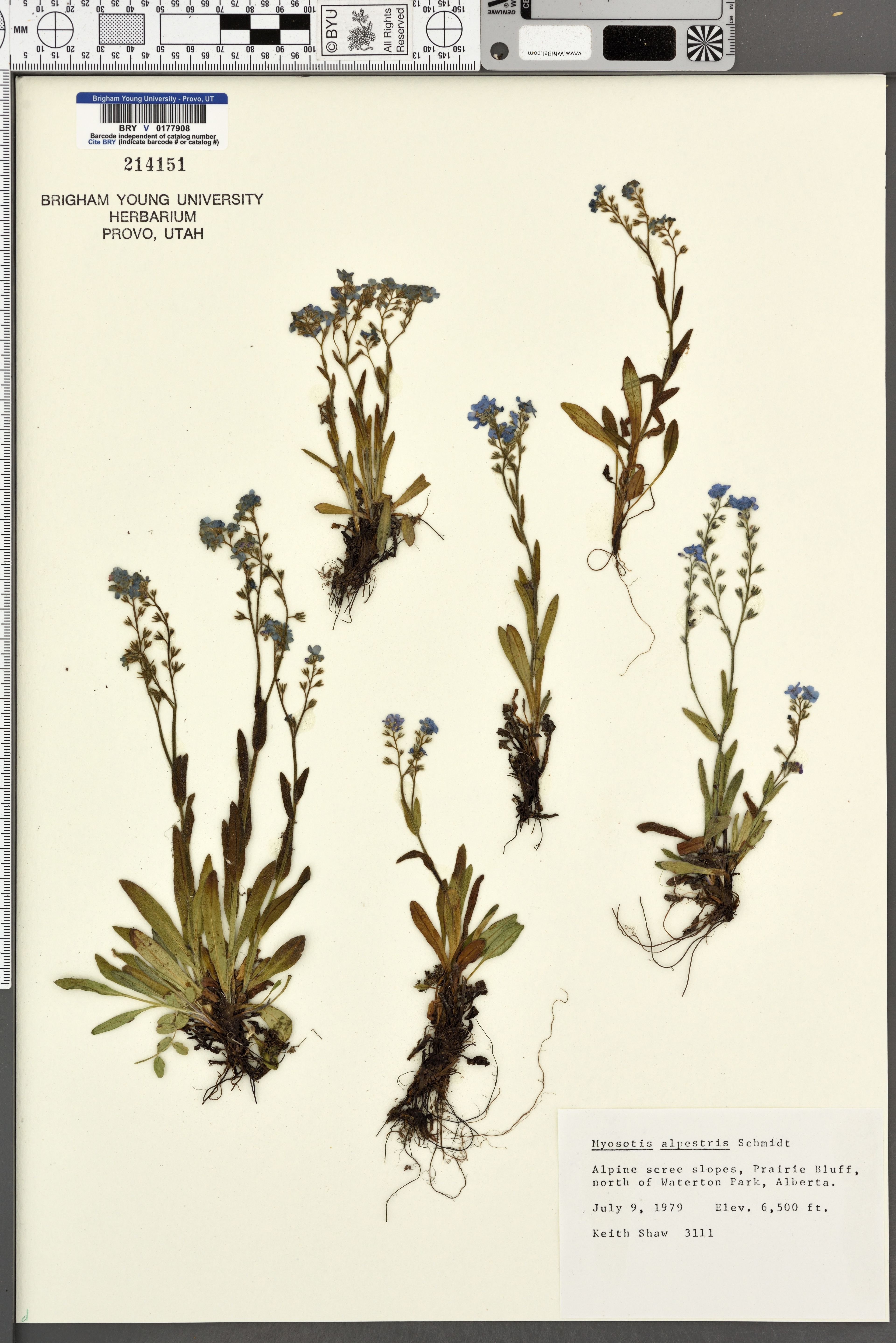 Myosotis alpestris - 73