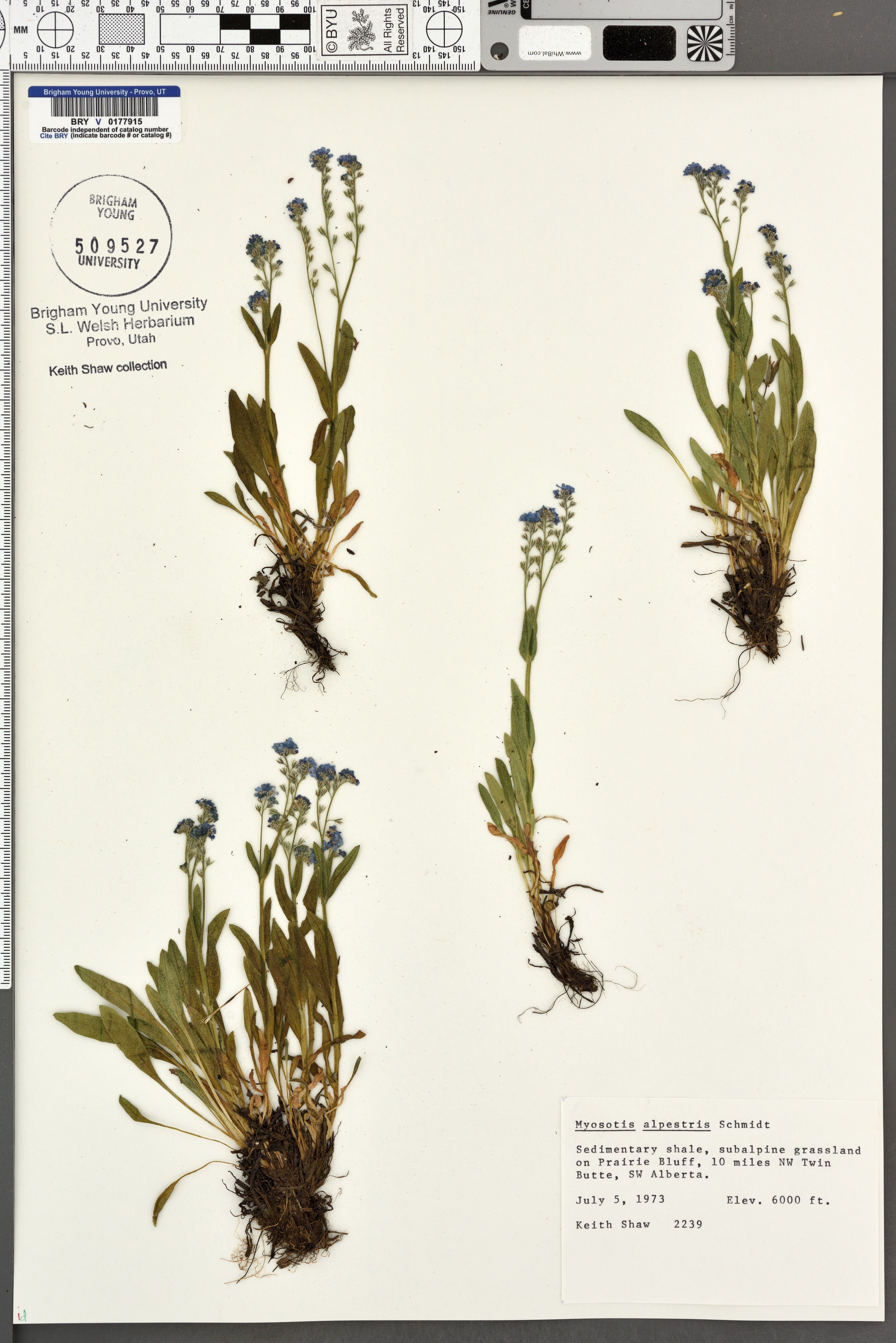 Myosotis alpestris - 87