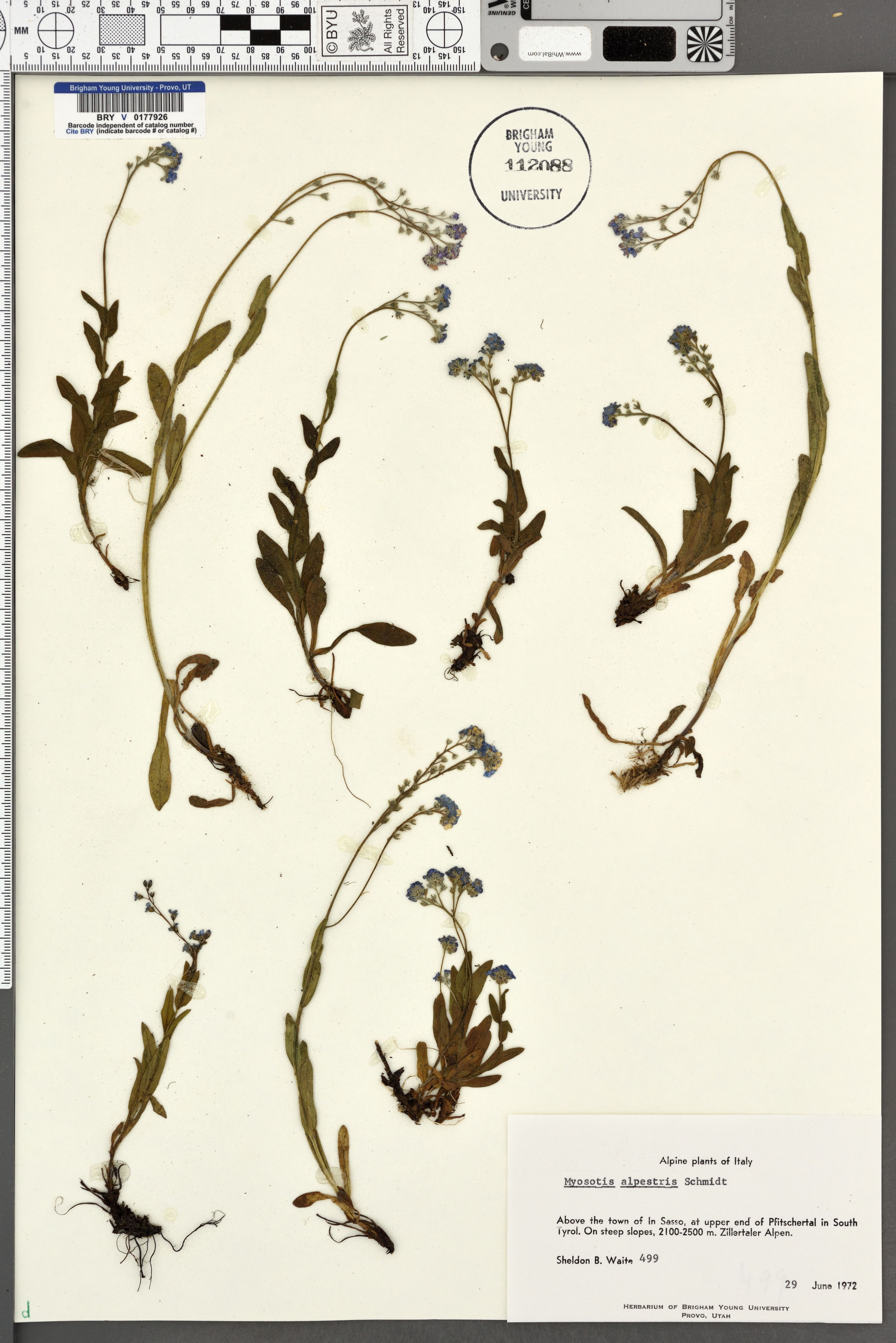 Myosotis alpestris - 9