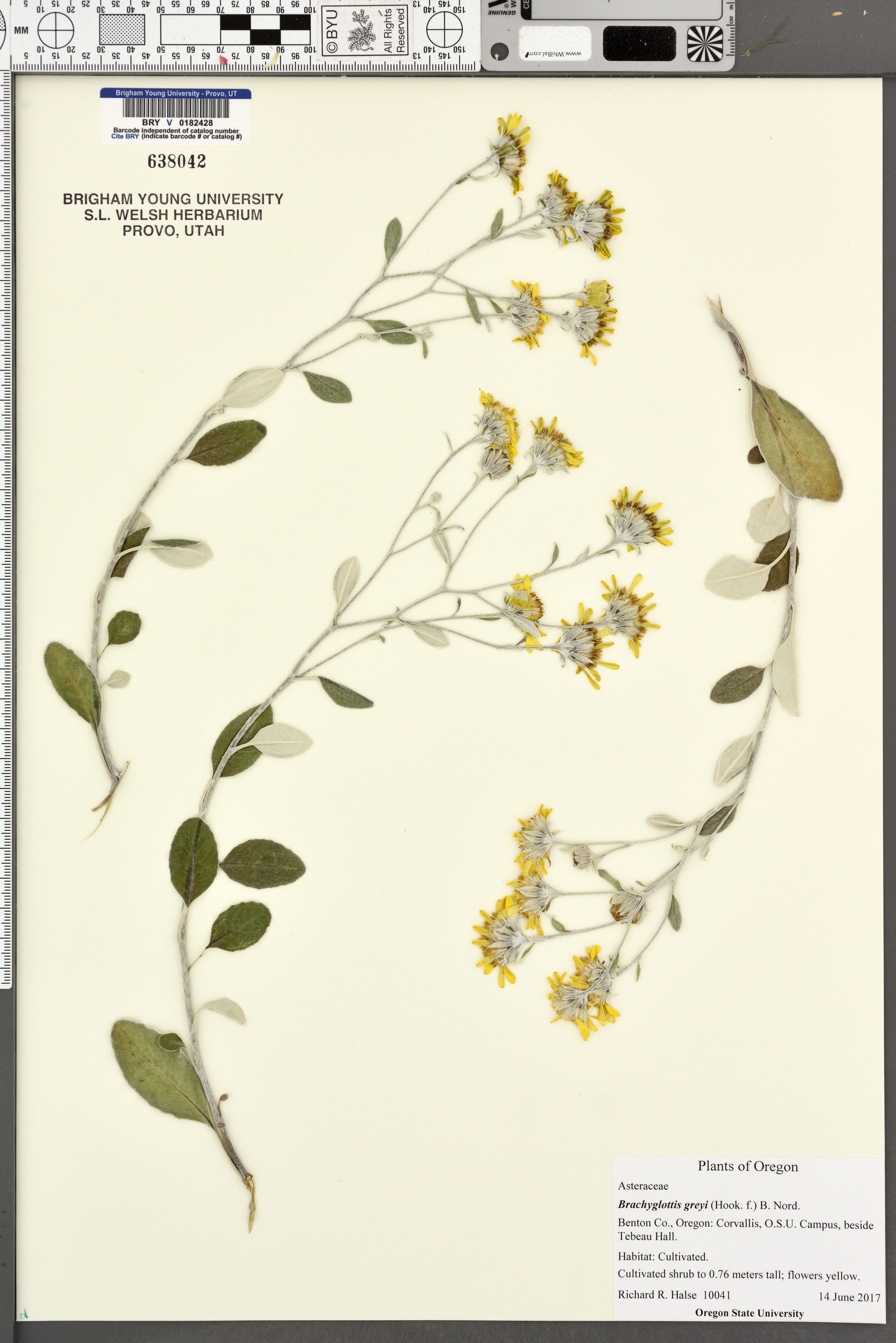 Brachyglottis greyi - 17