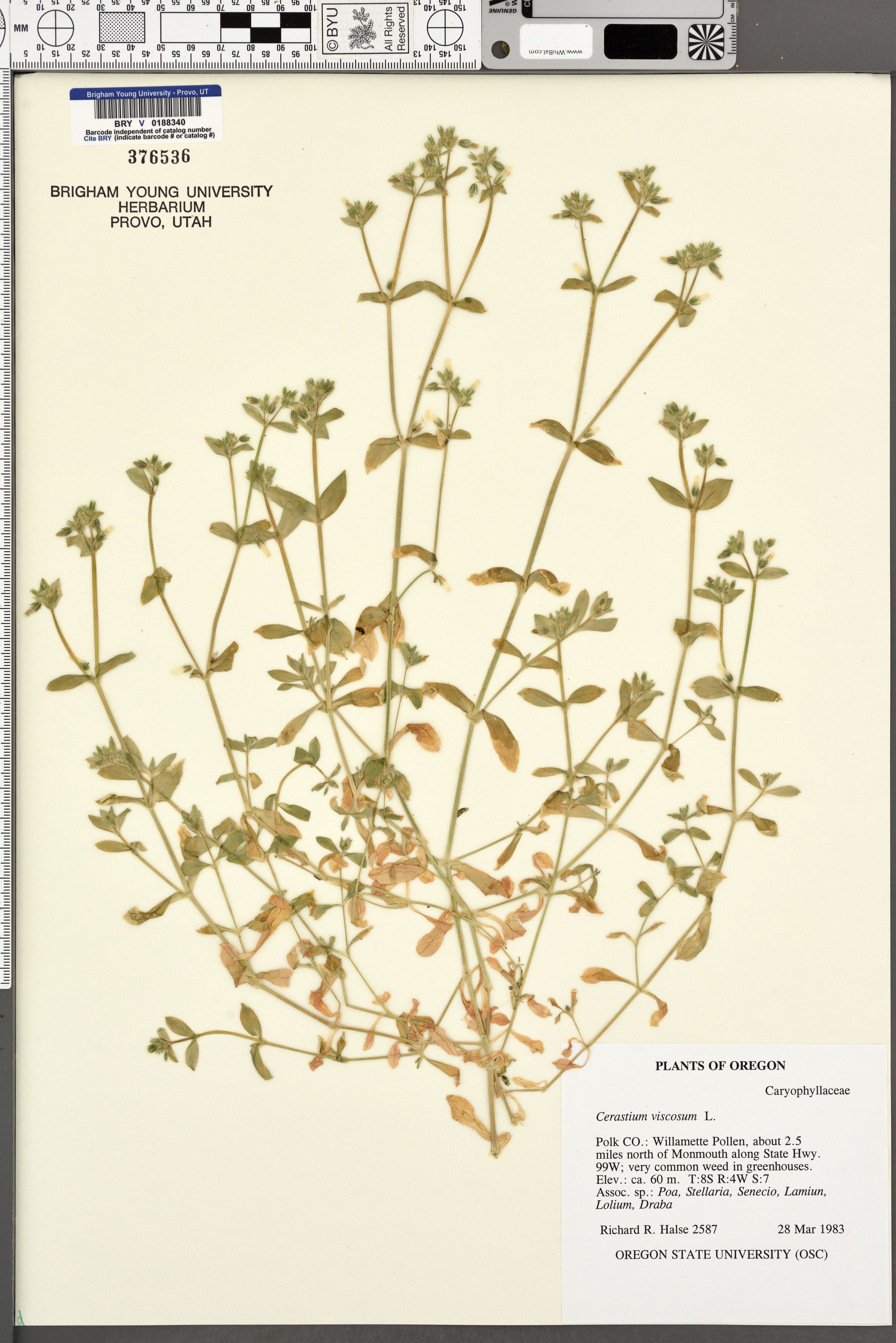 Cerastium viscosum - 42