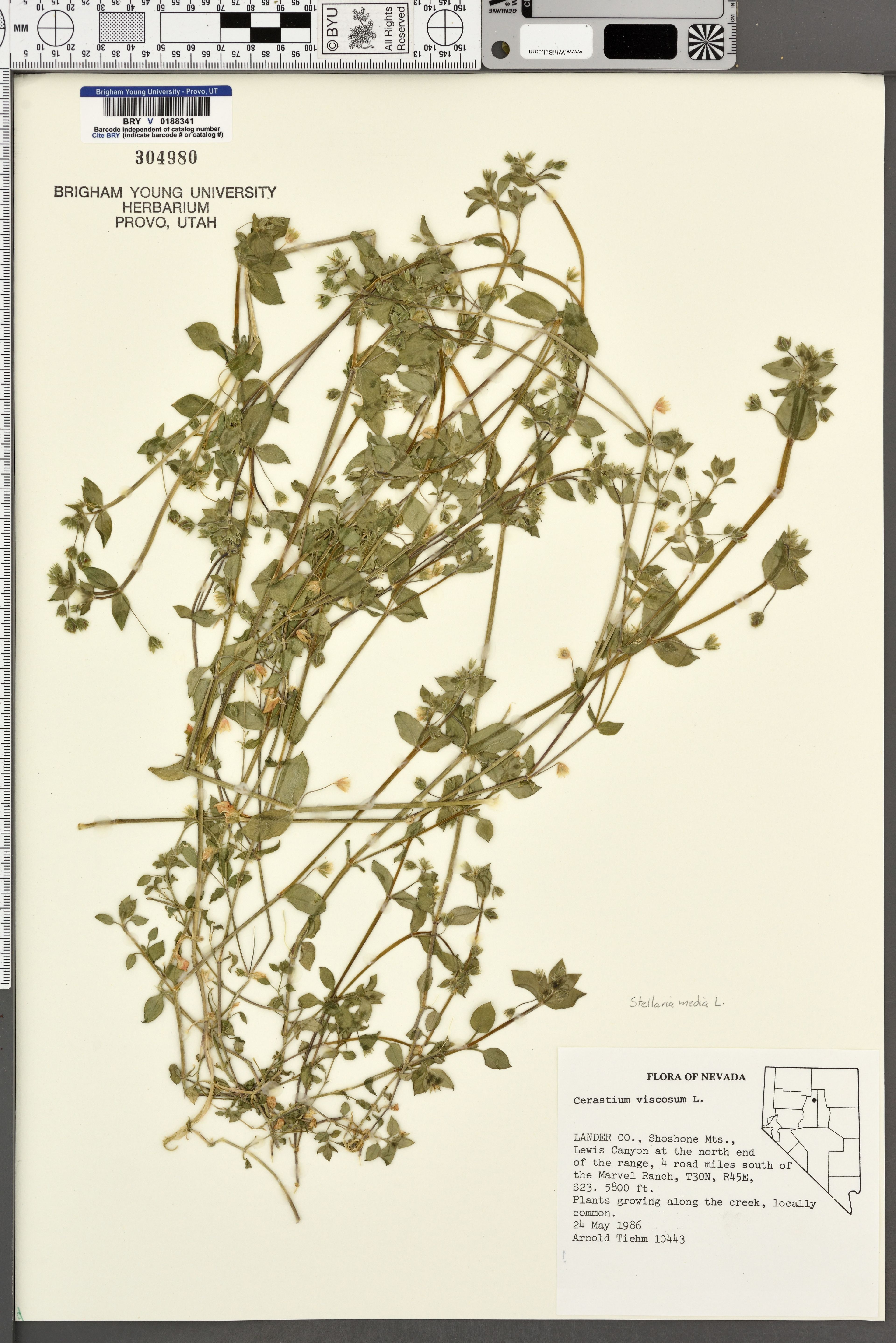 Cerastium viscosum - 48