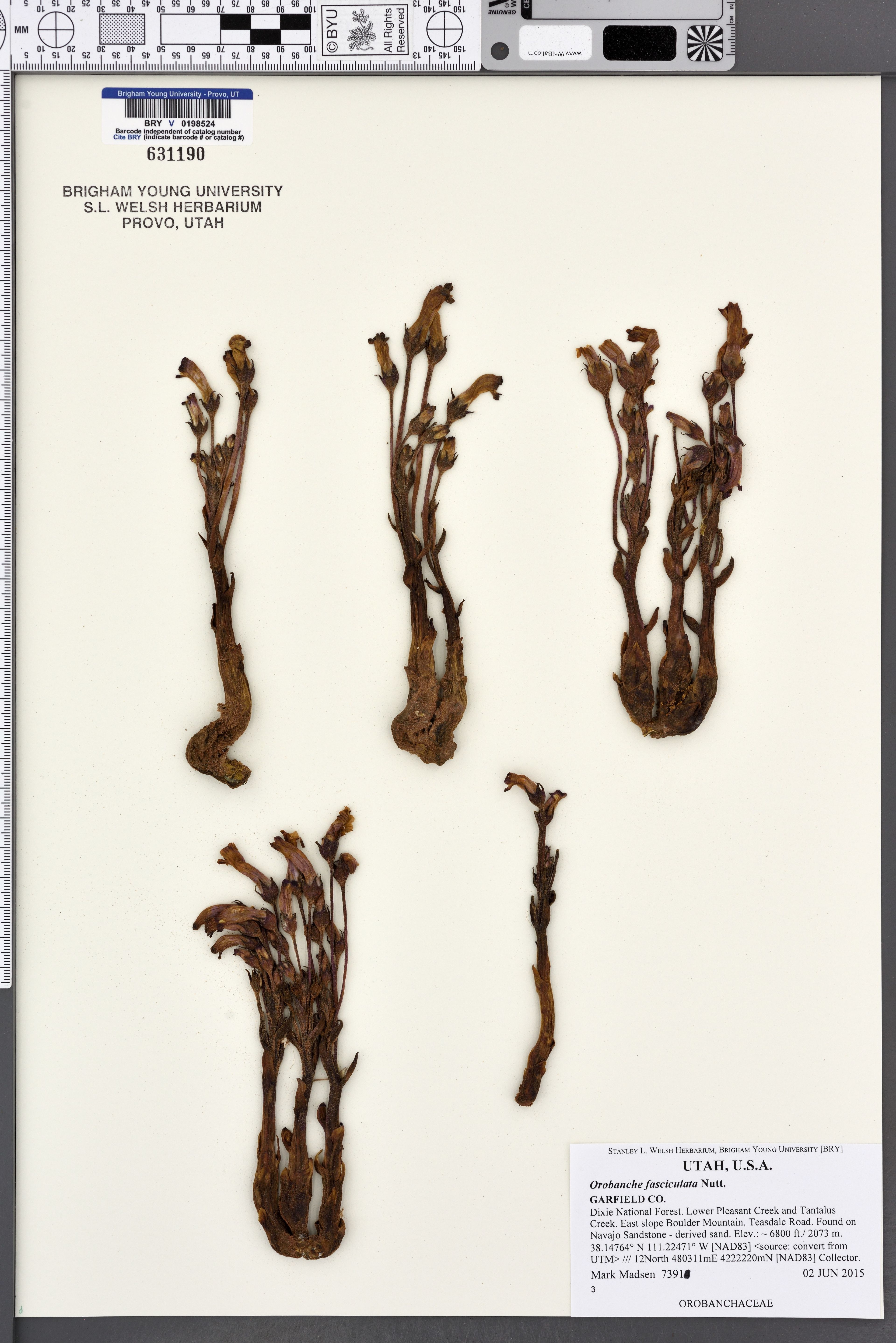 Orobanche fasciculata - 45