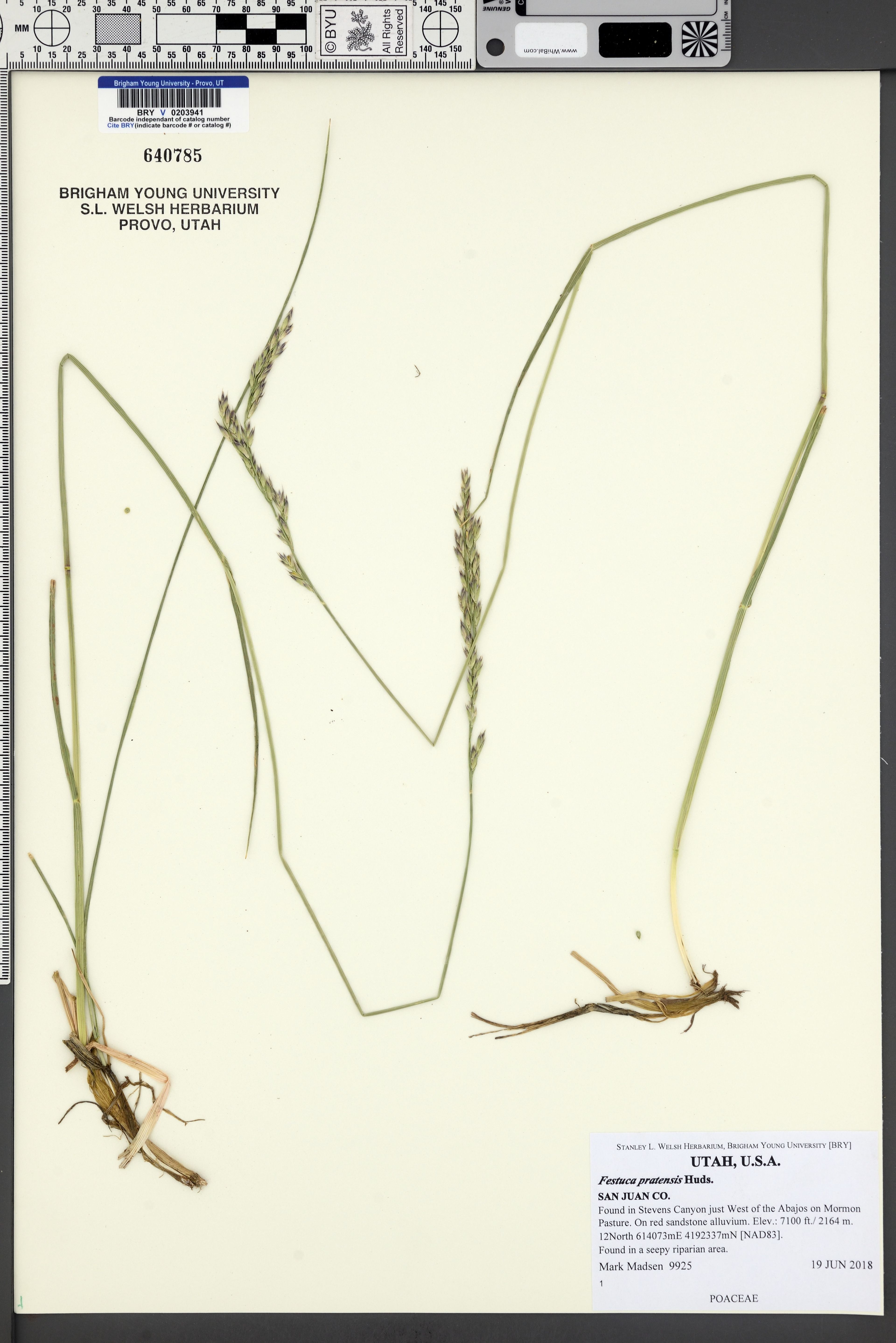 Festuca pratensis - 13
