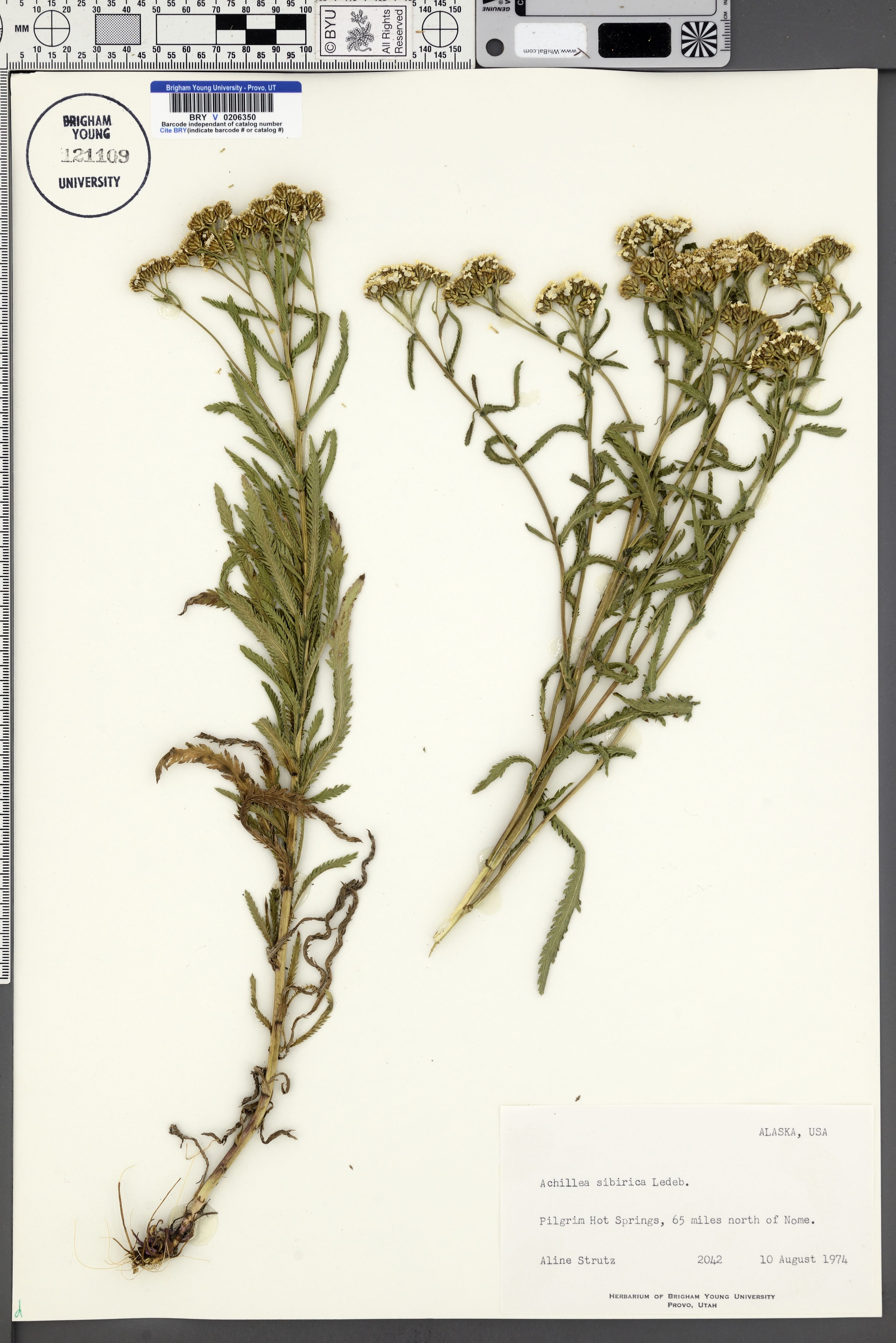 Achillea sibirica - 27