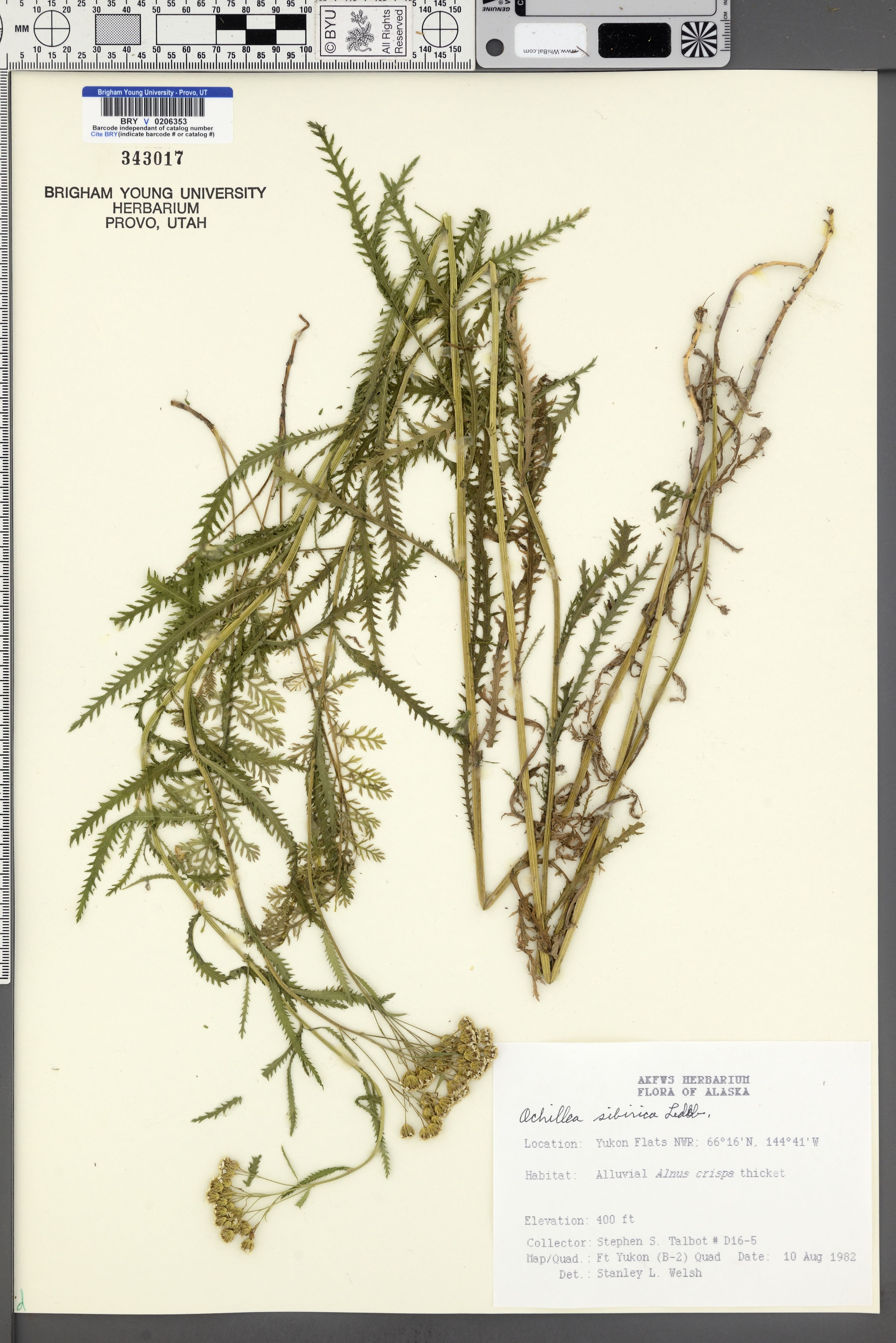 Achillea sibirica - 68