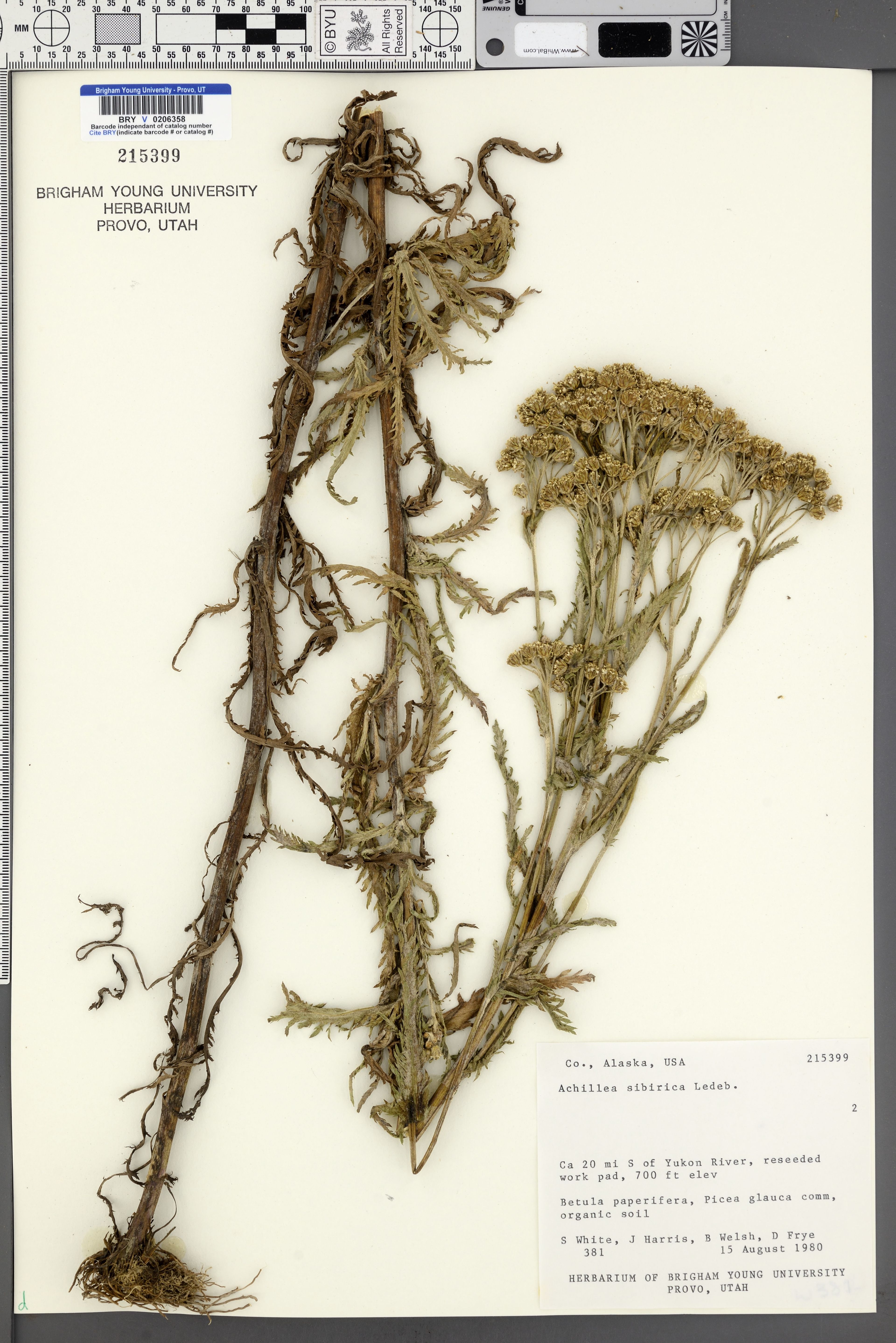 Achillea sibirica - 8