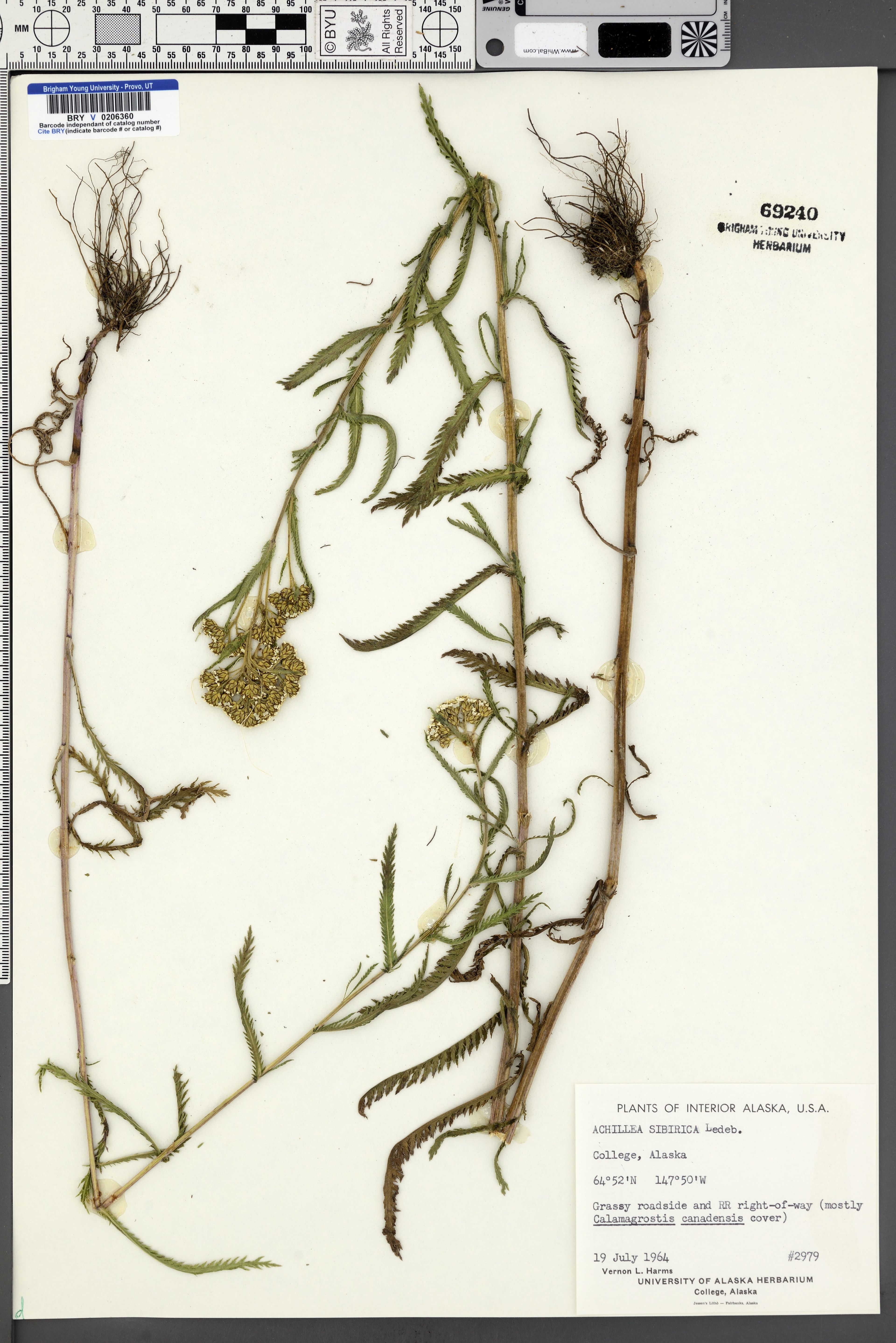 Achillea sibirica - 35