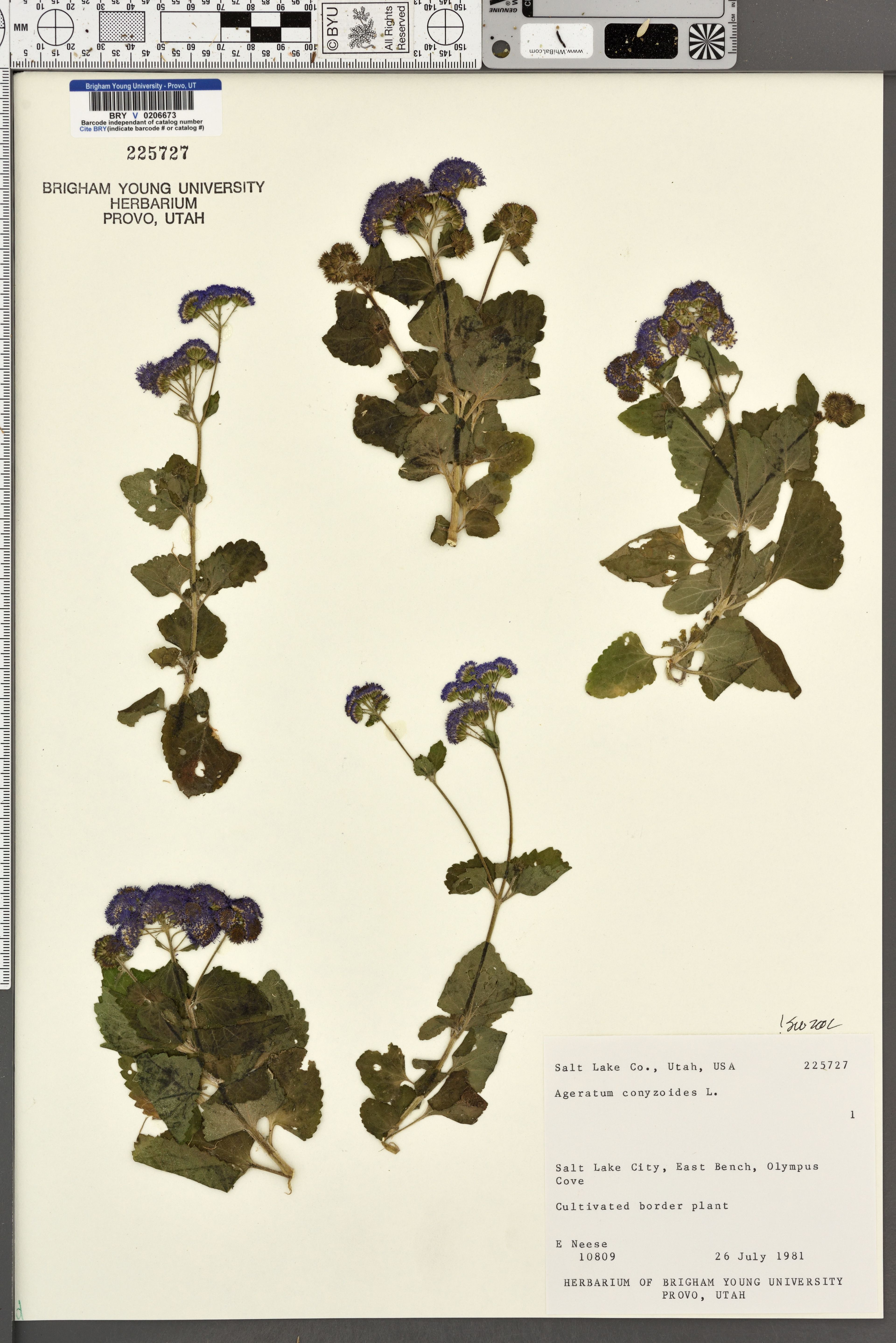 Ageratum conyzoides - 86