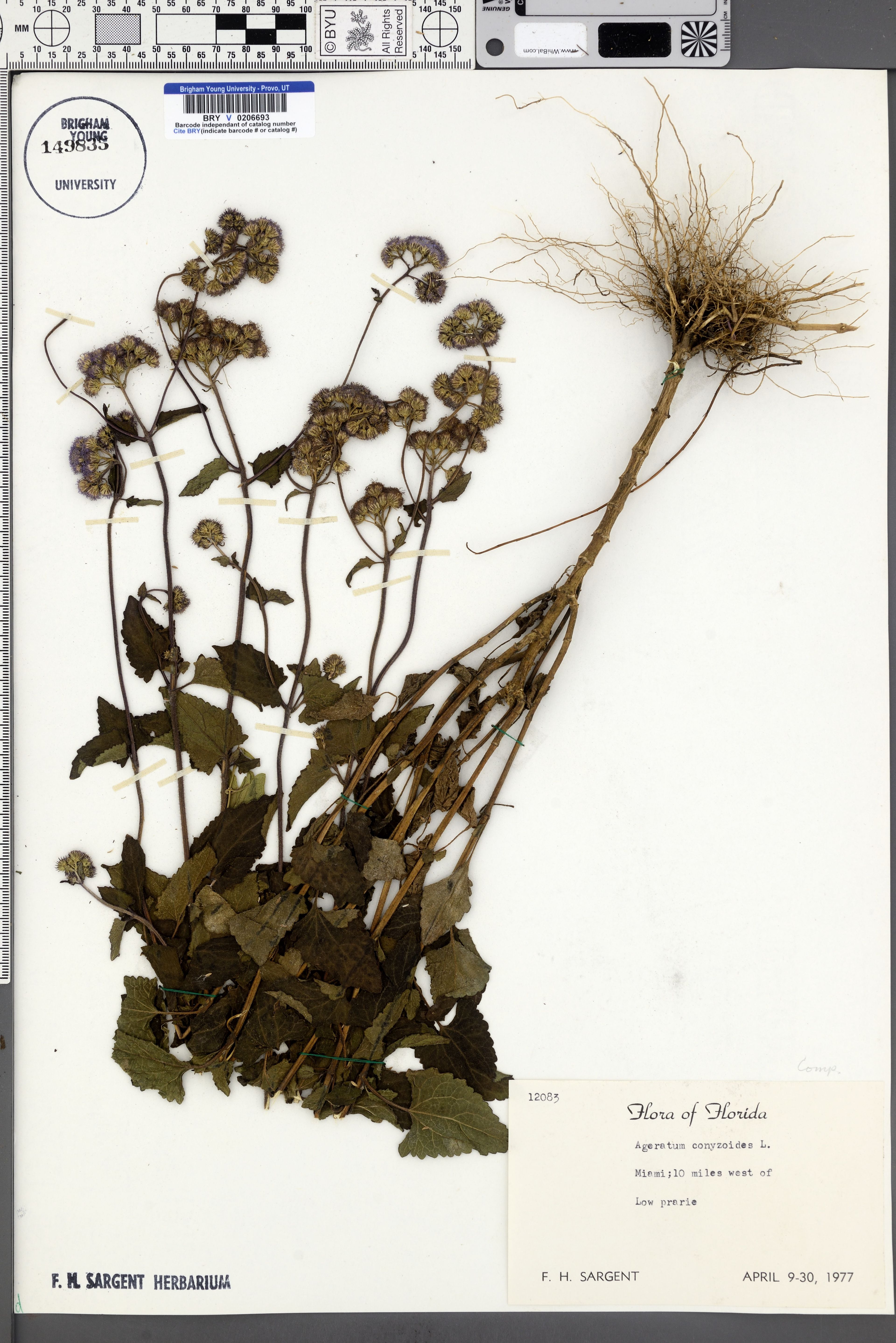 Ageratum conyzoides - 50