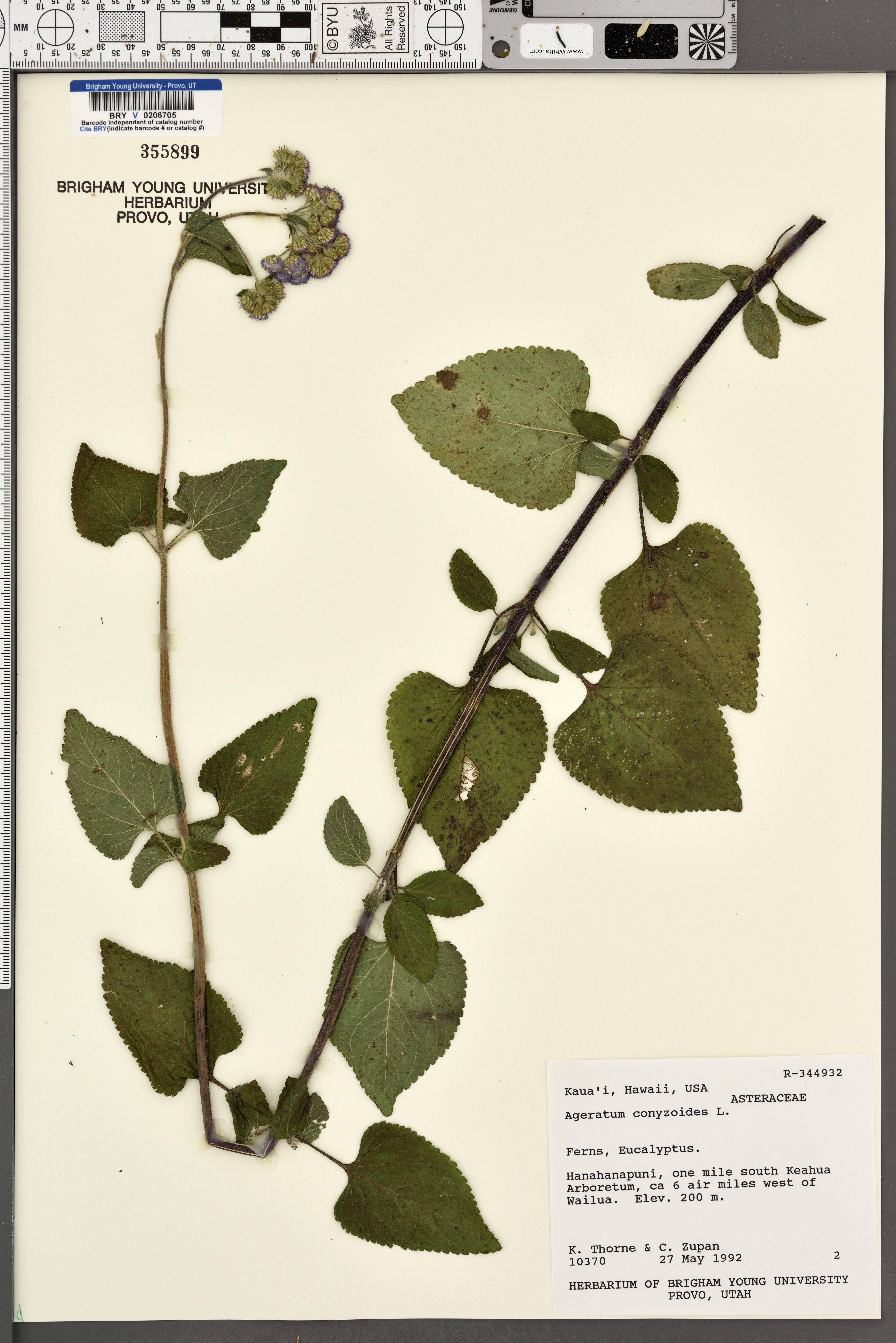 Ageratum conyzoides - 73