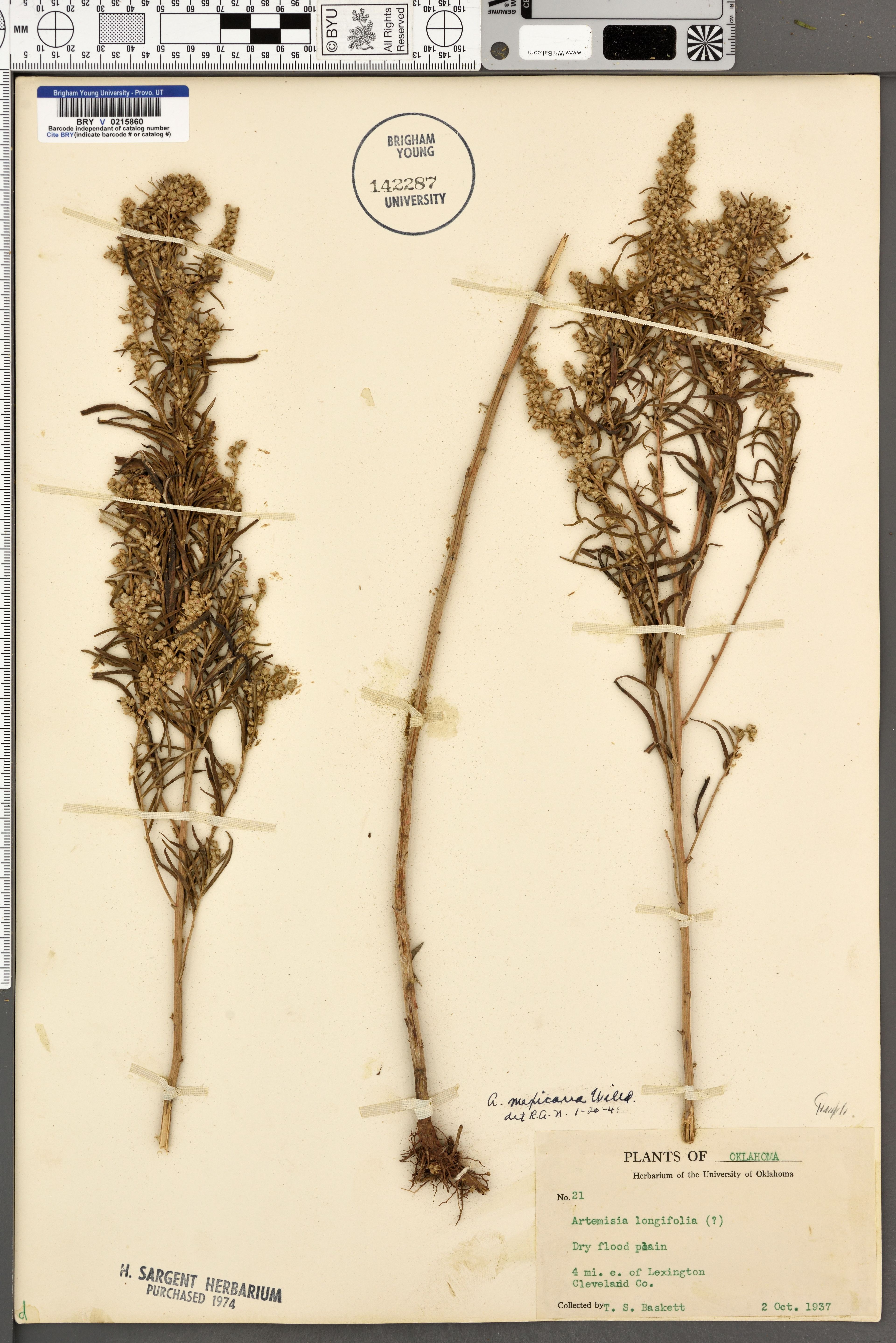 Artemisia mexicana - 14