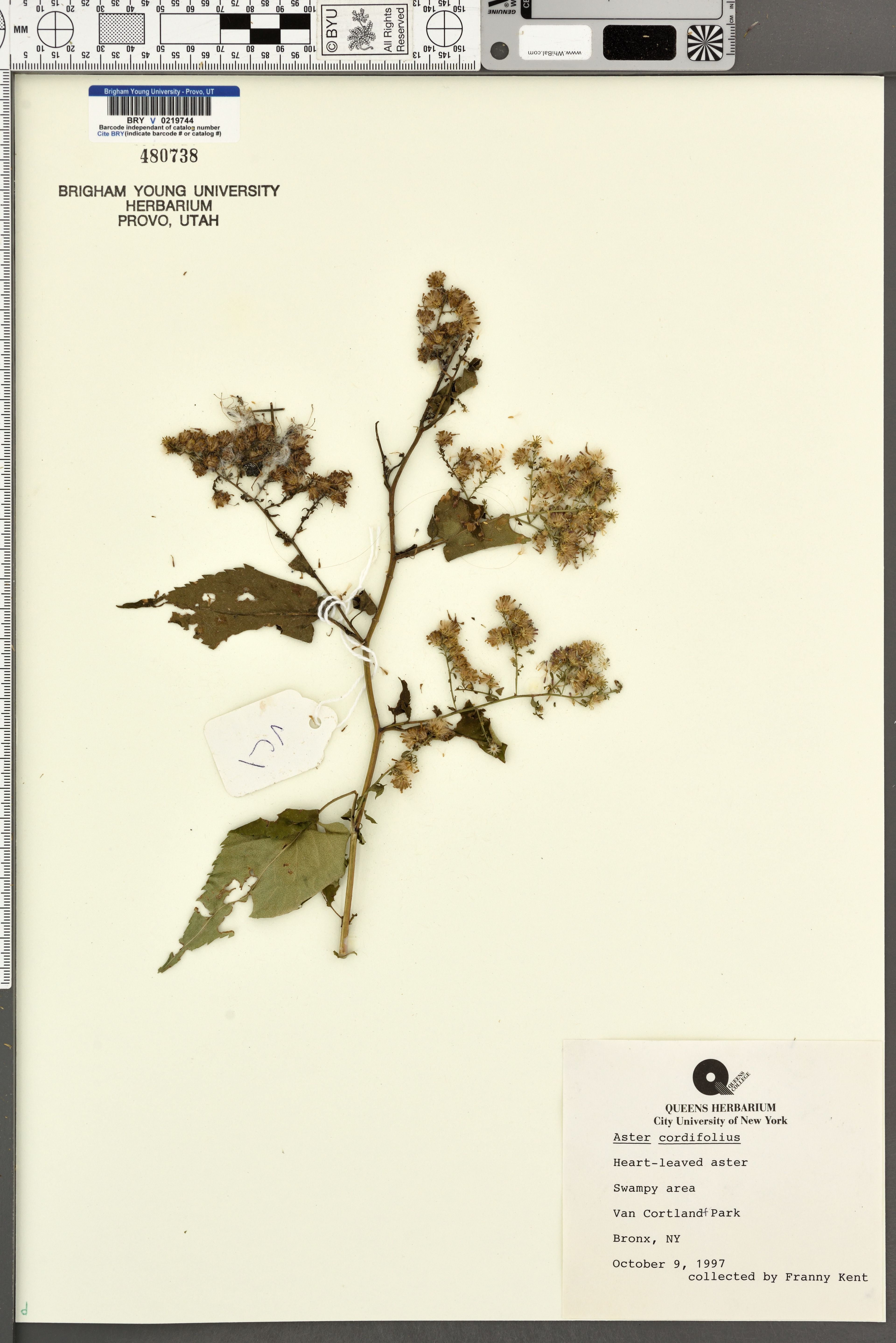 Aster cordifolius - 27