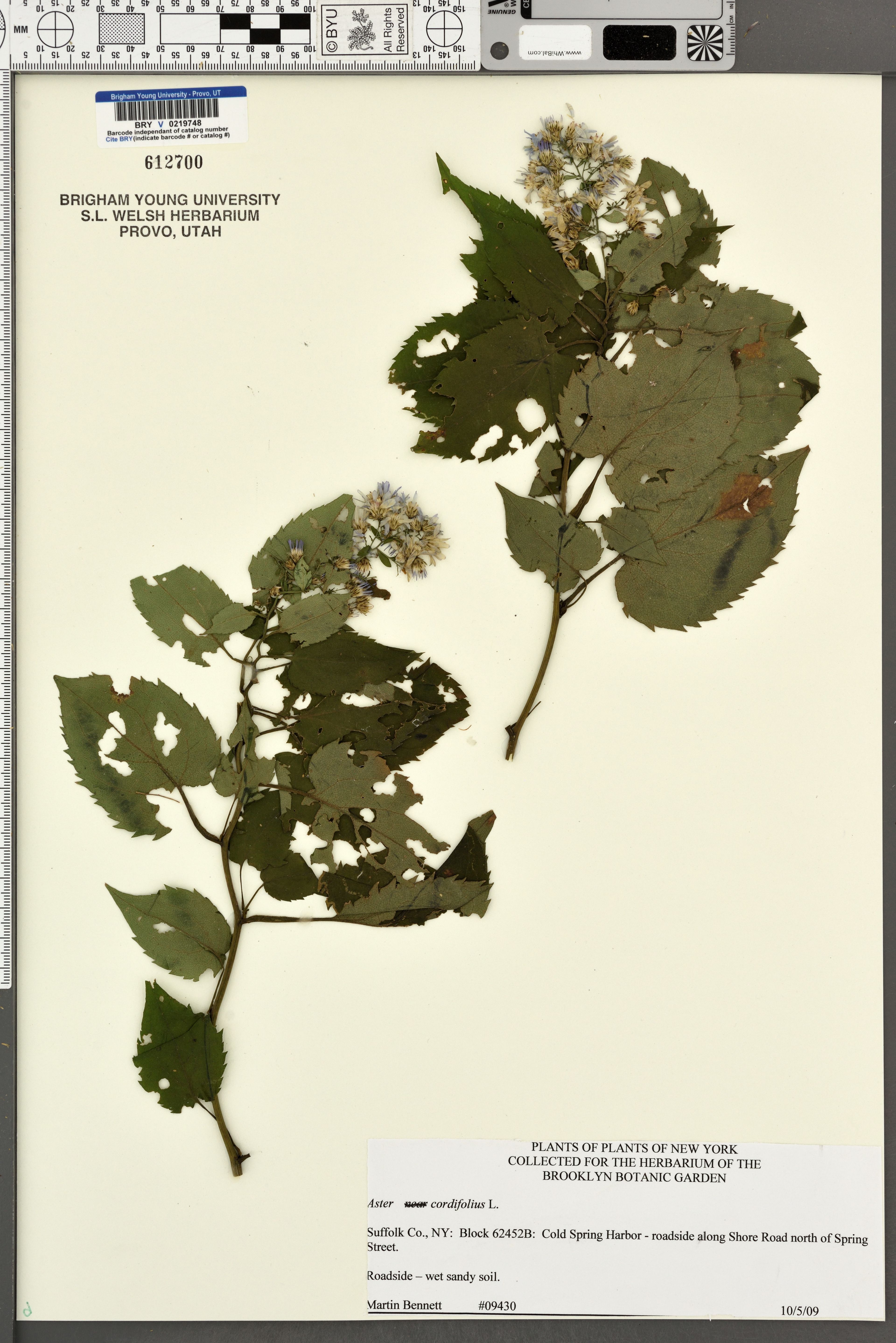 Aster cordifolius - 54