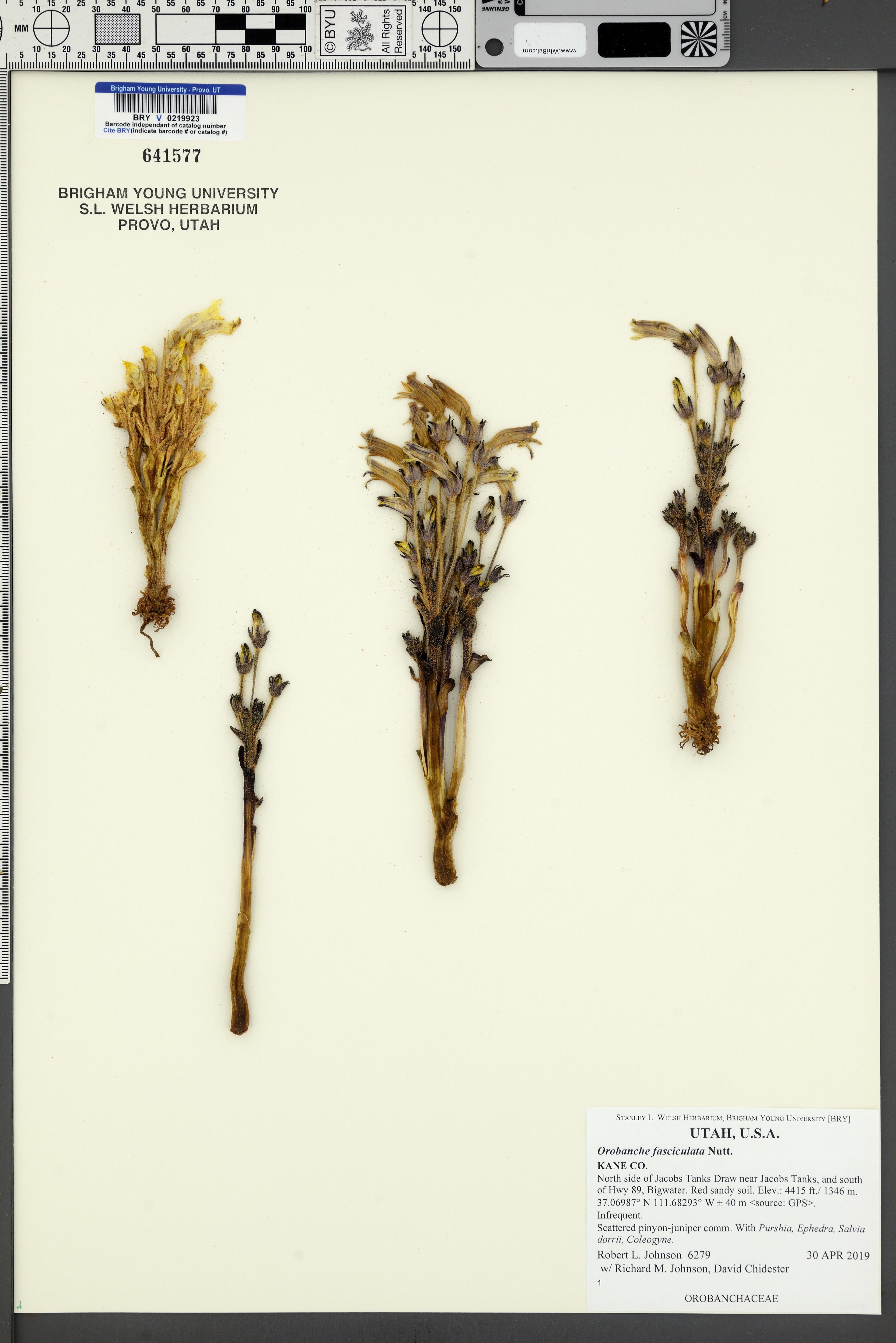 Orobanche fasciculata - 1