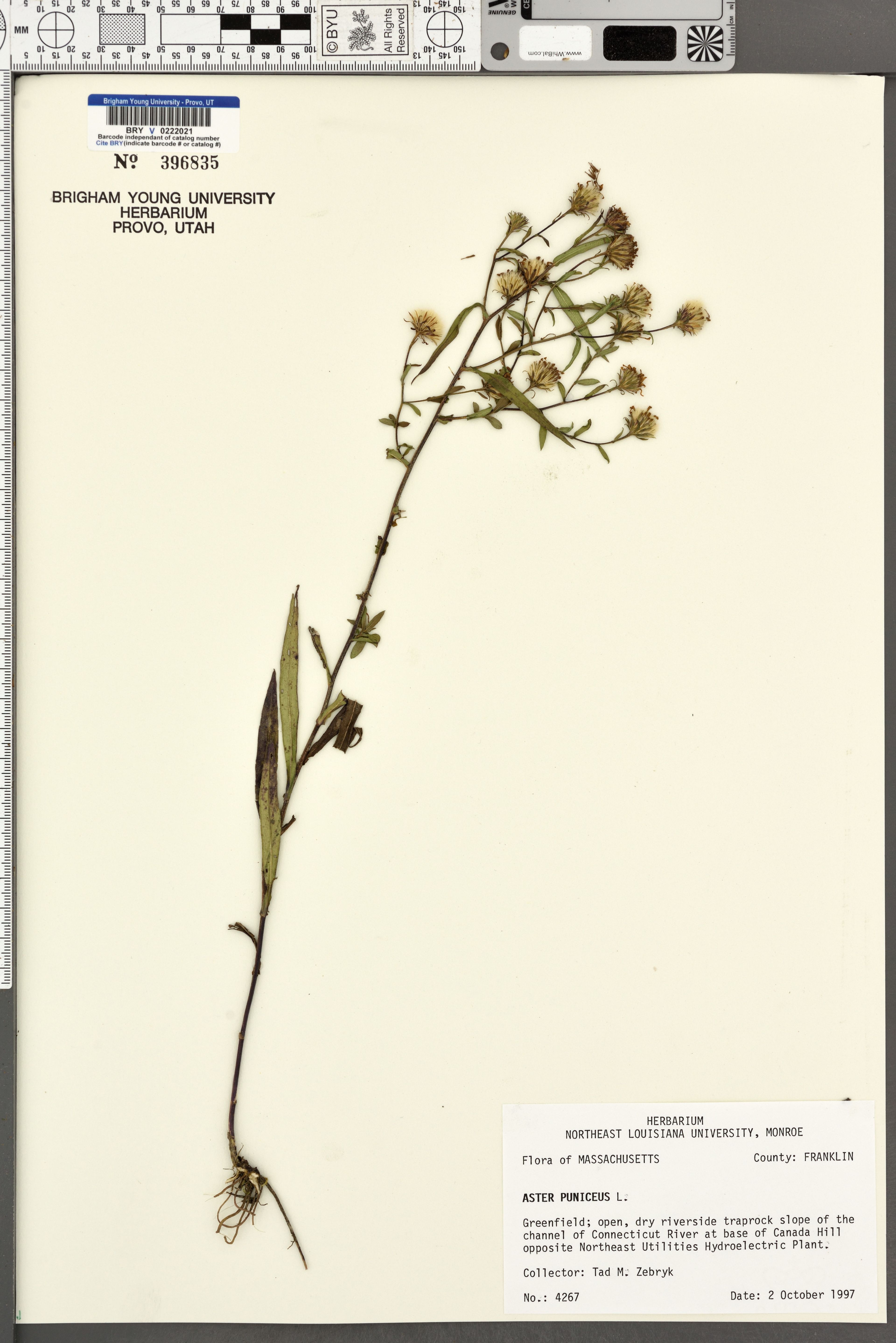 Aster puniceus - 68