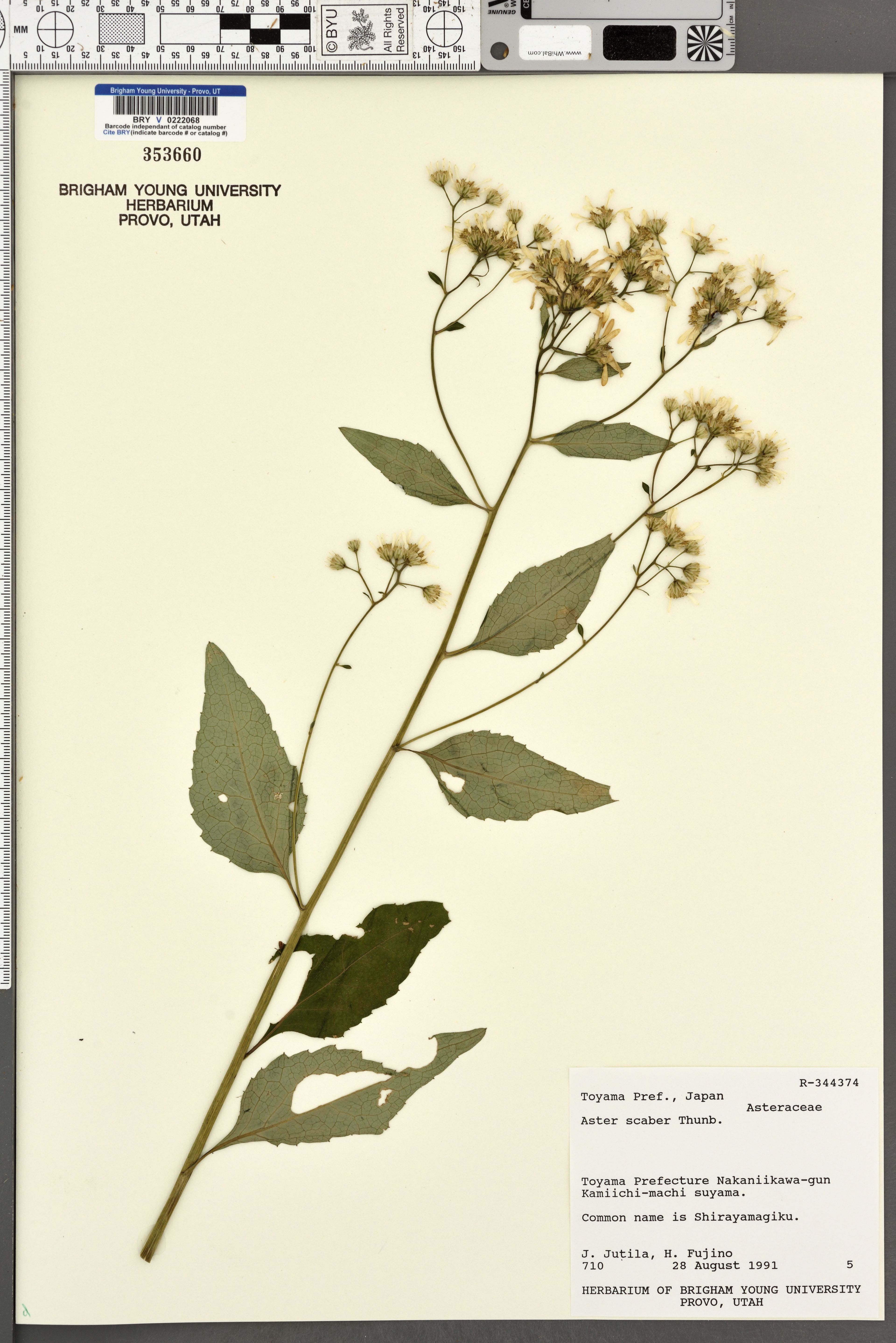 Aster scaber - 37