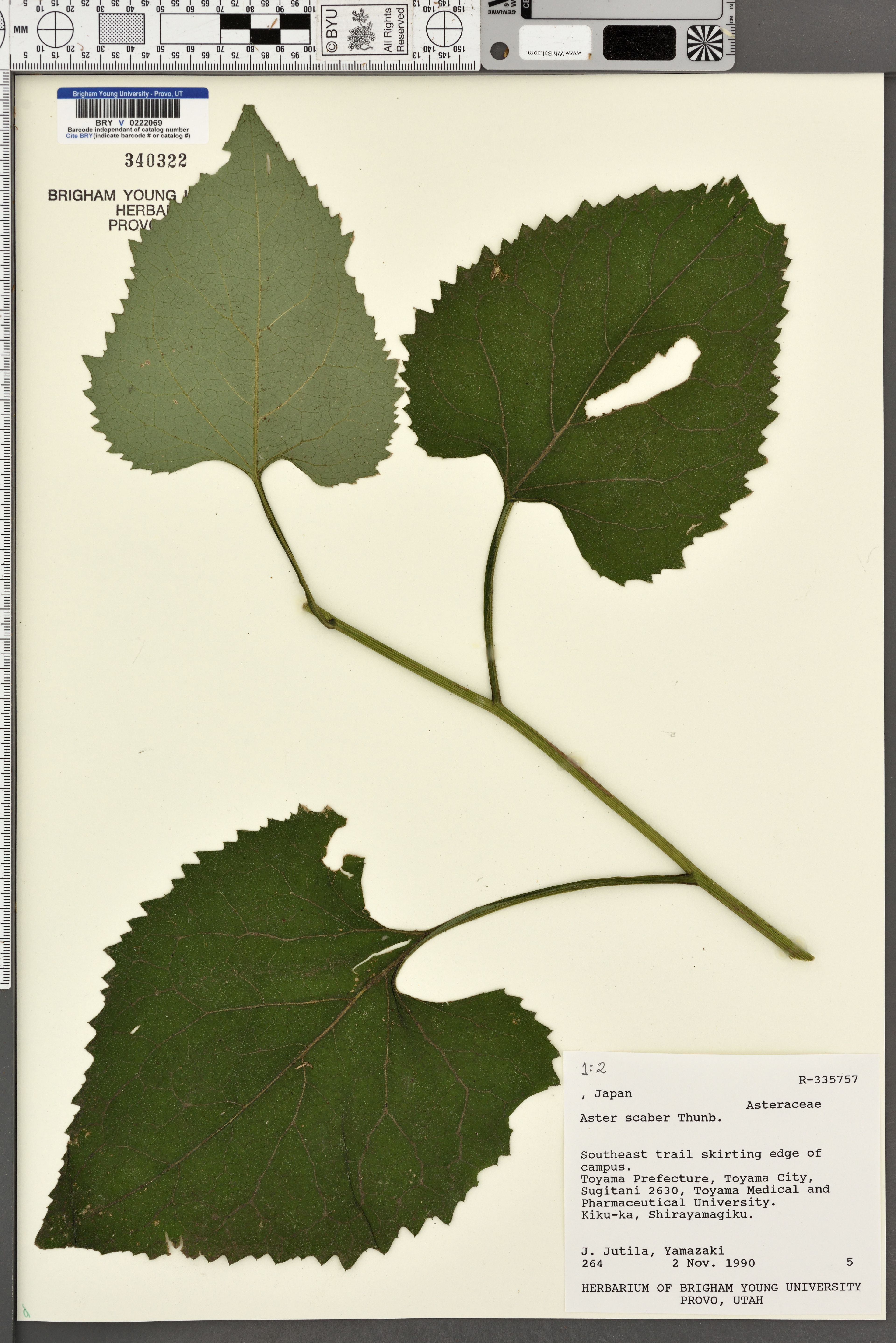 Aster scaber - 5