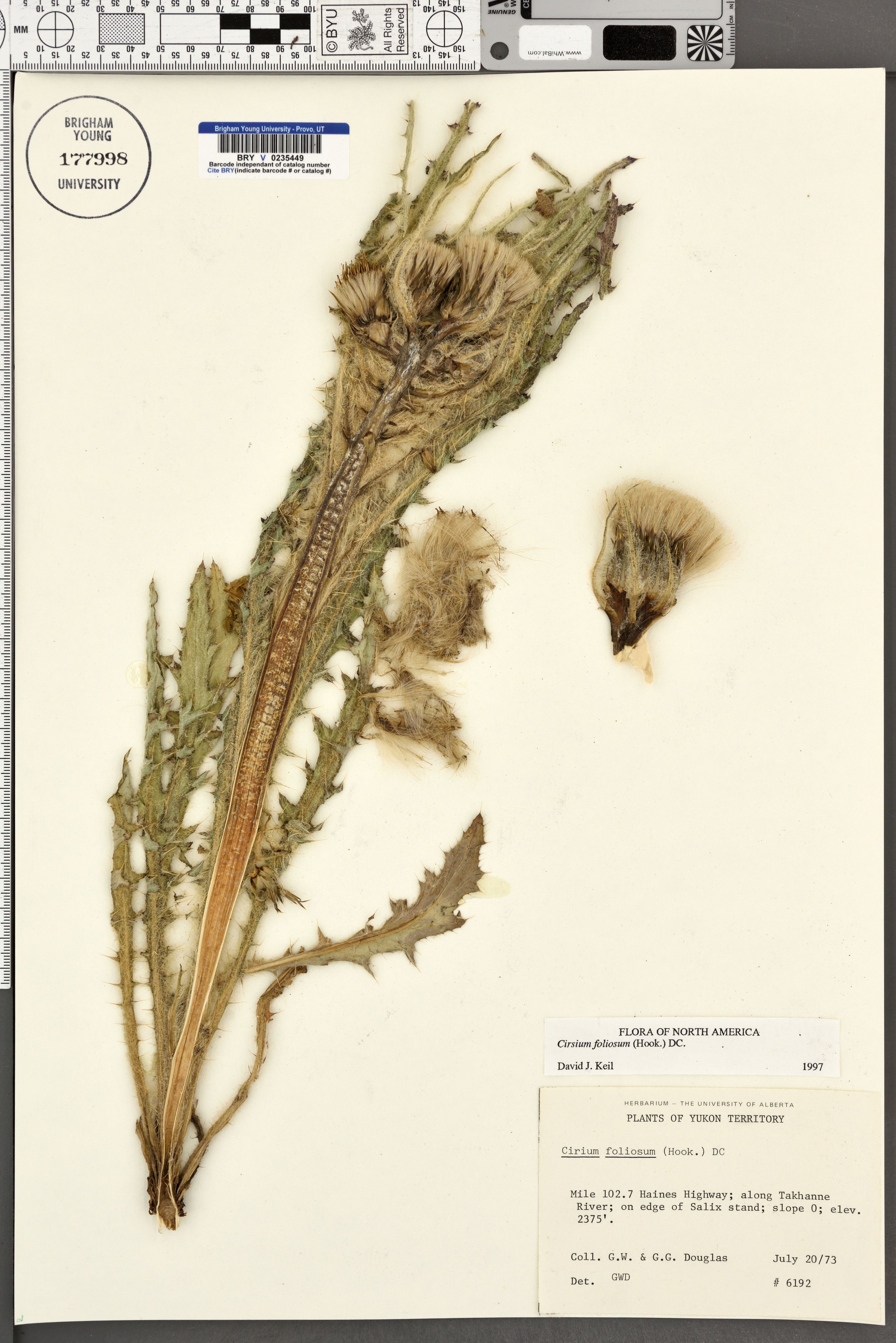 Cirsium foliosum - 180