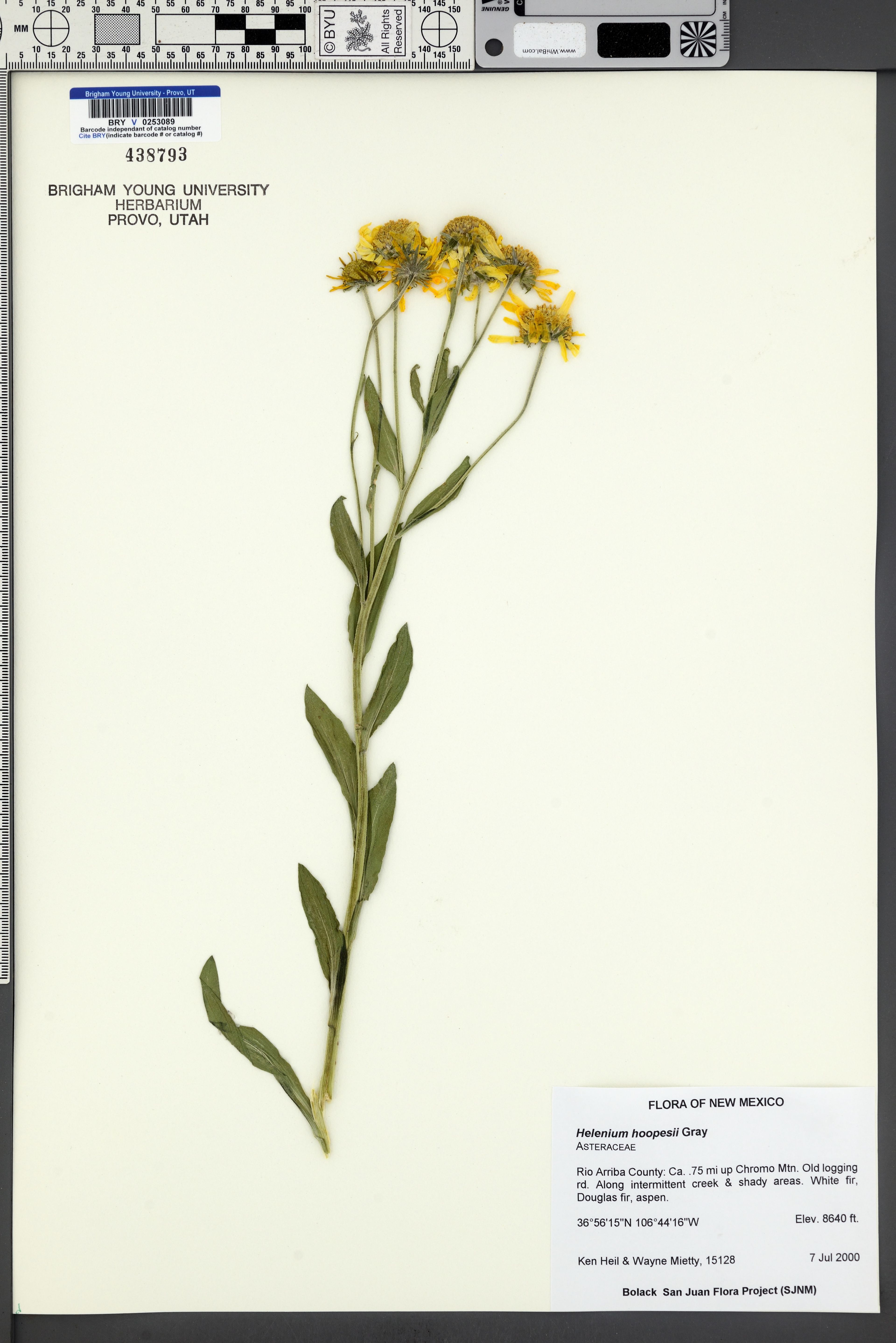 Helenium hoopesii - 76