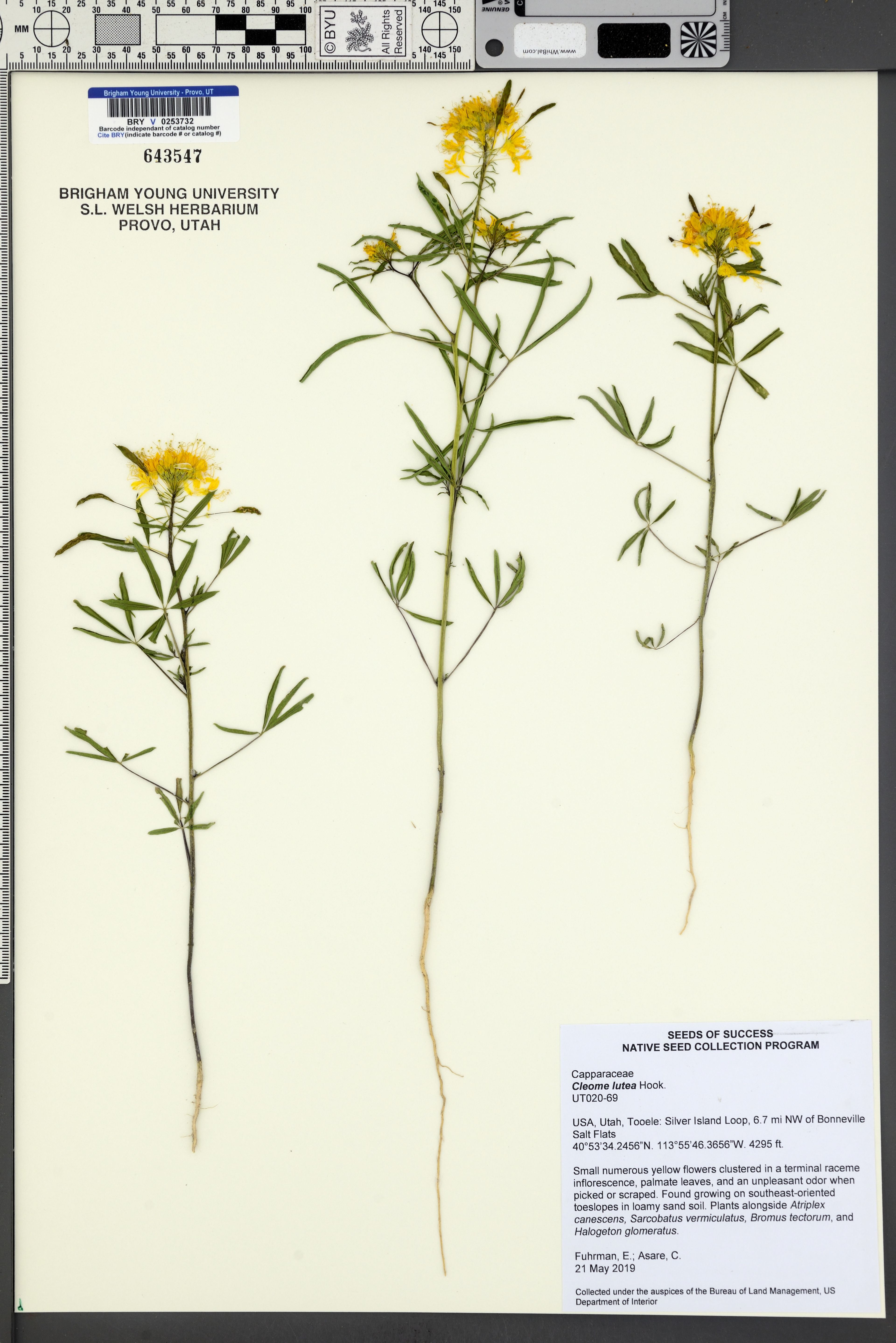 Cleome lutea - 84