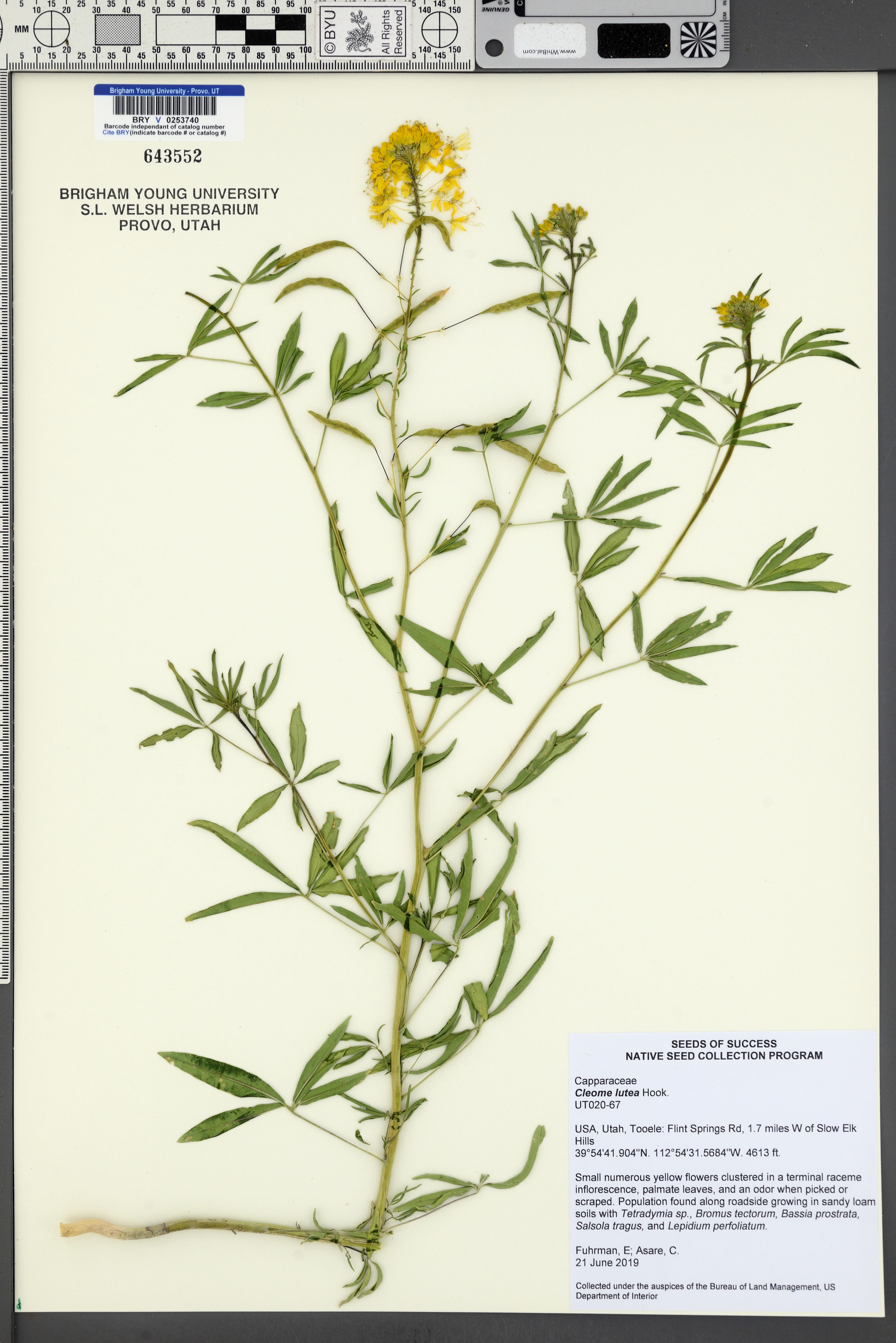 Cleome lutea - 53