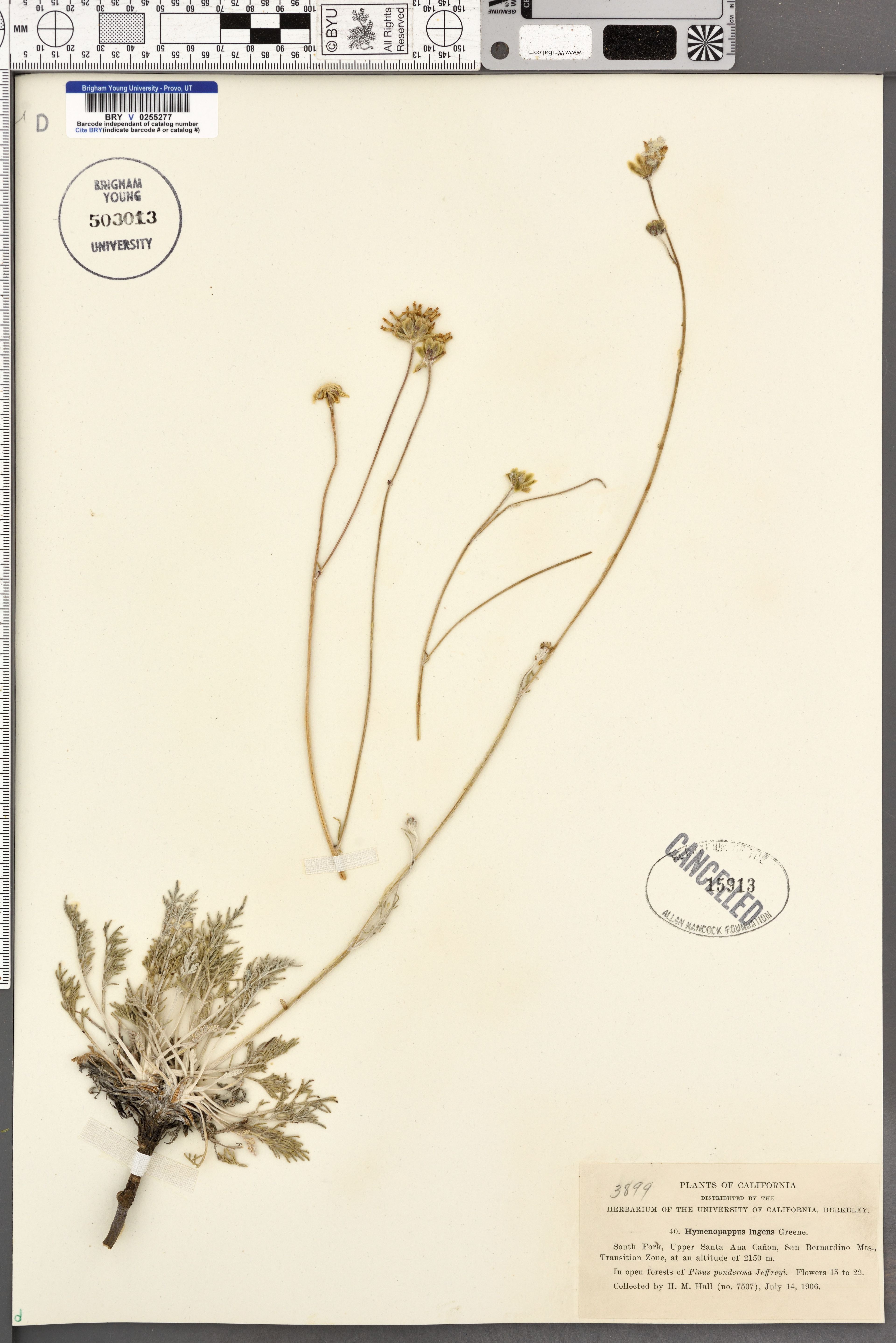 Hymenopappus lugens - 20