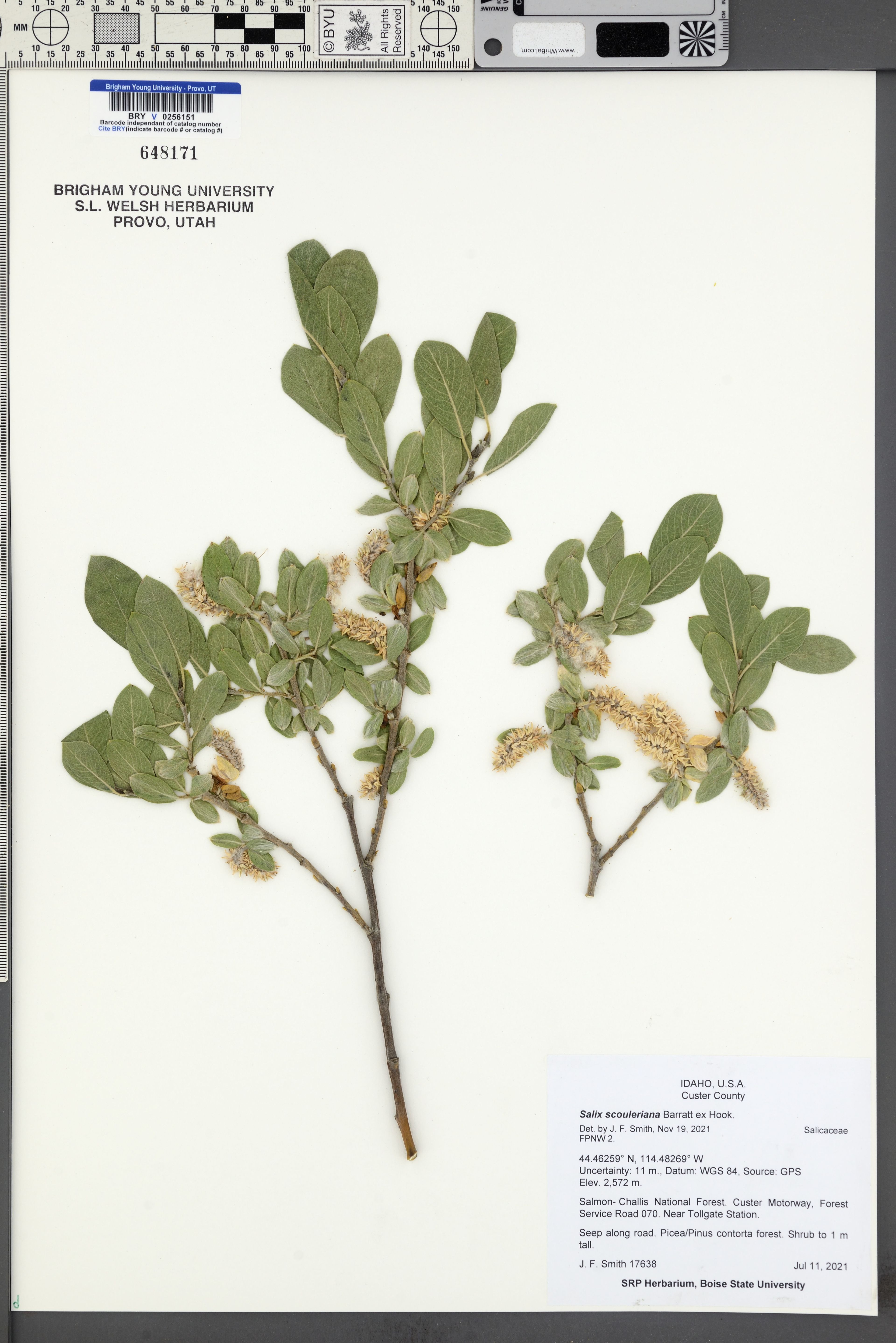 Salix scouleriana - 53