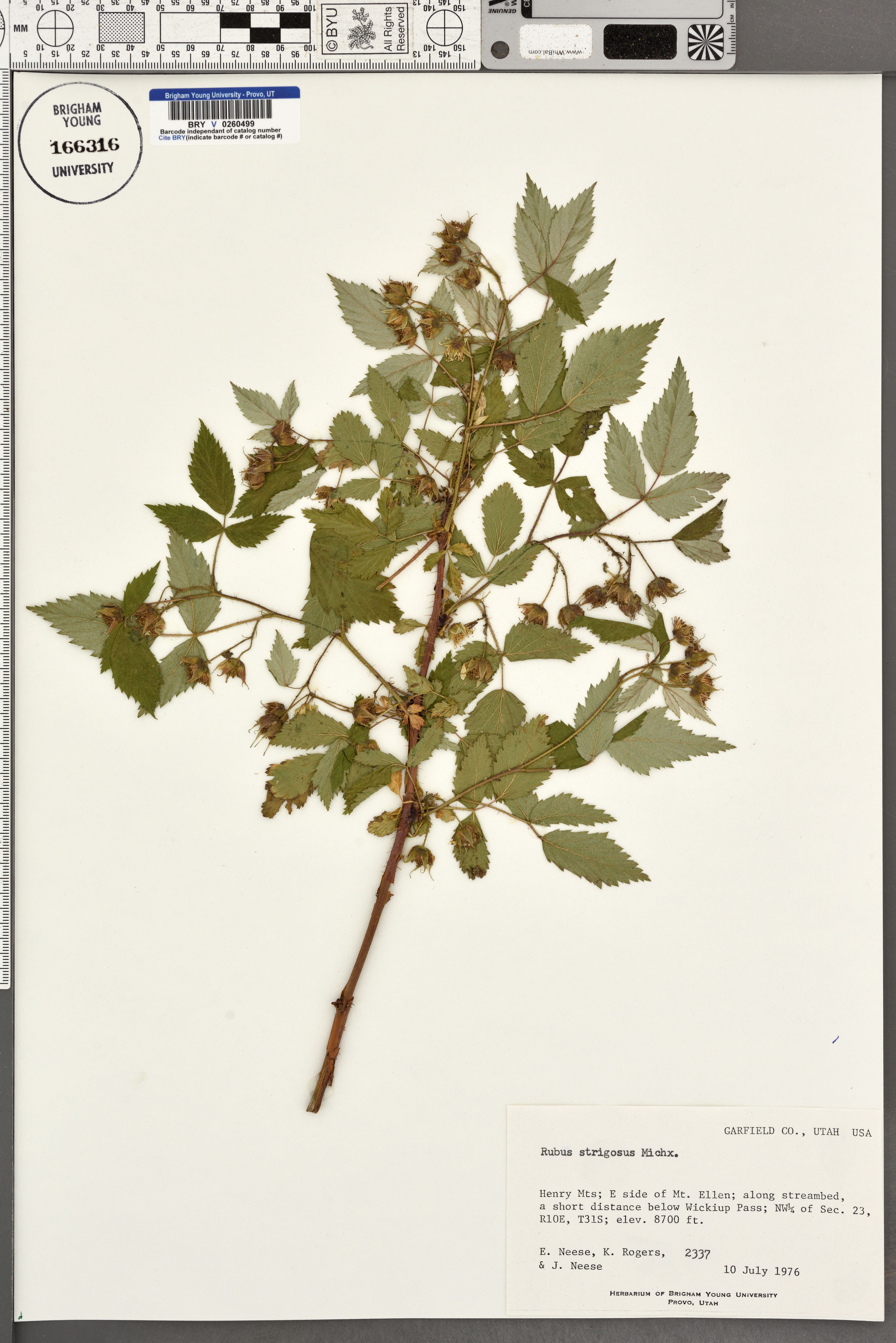 Rubus strigosus - 50
