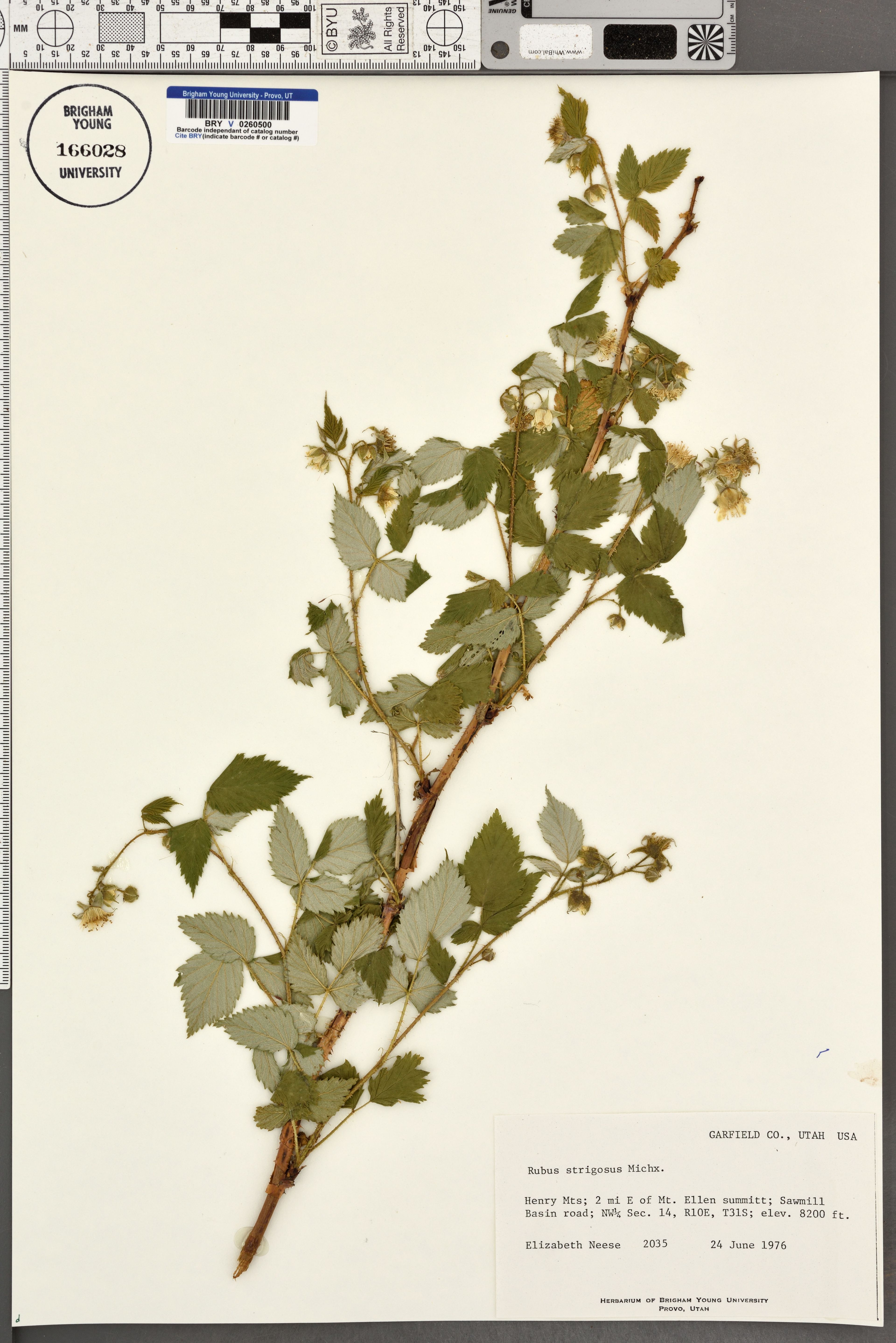 Rubus strigosus - 17