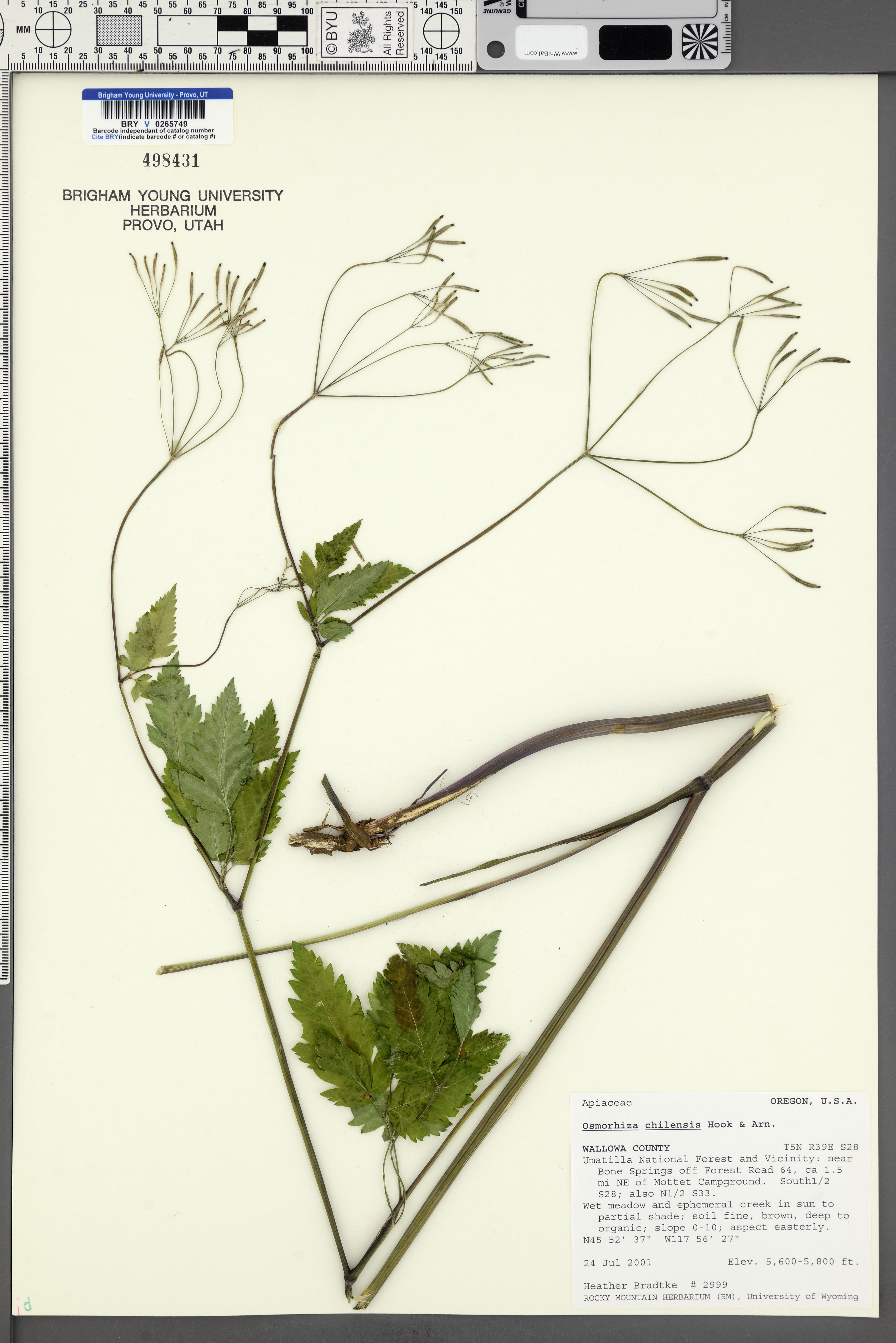 Osmorhiza chilensis - 26
