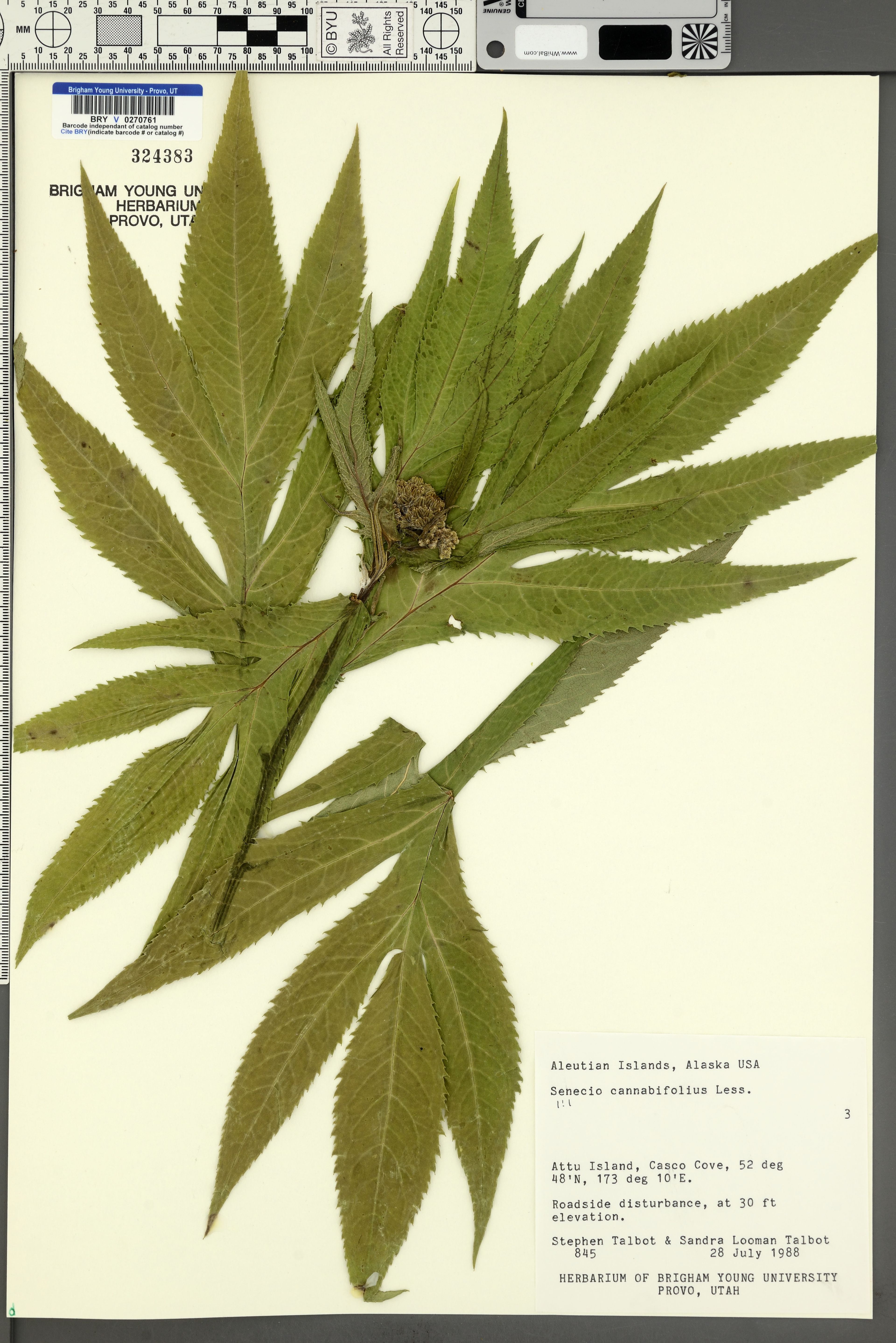 Senecio cannabifolius - 65