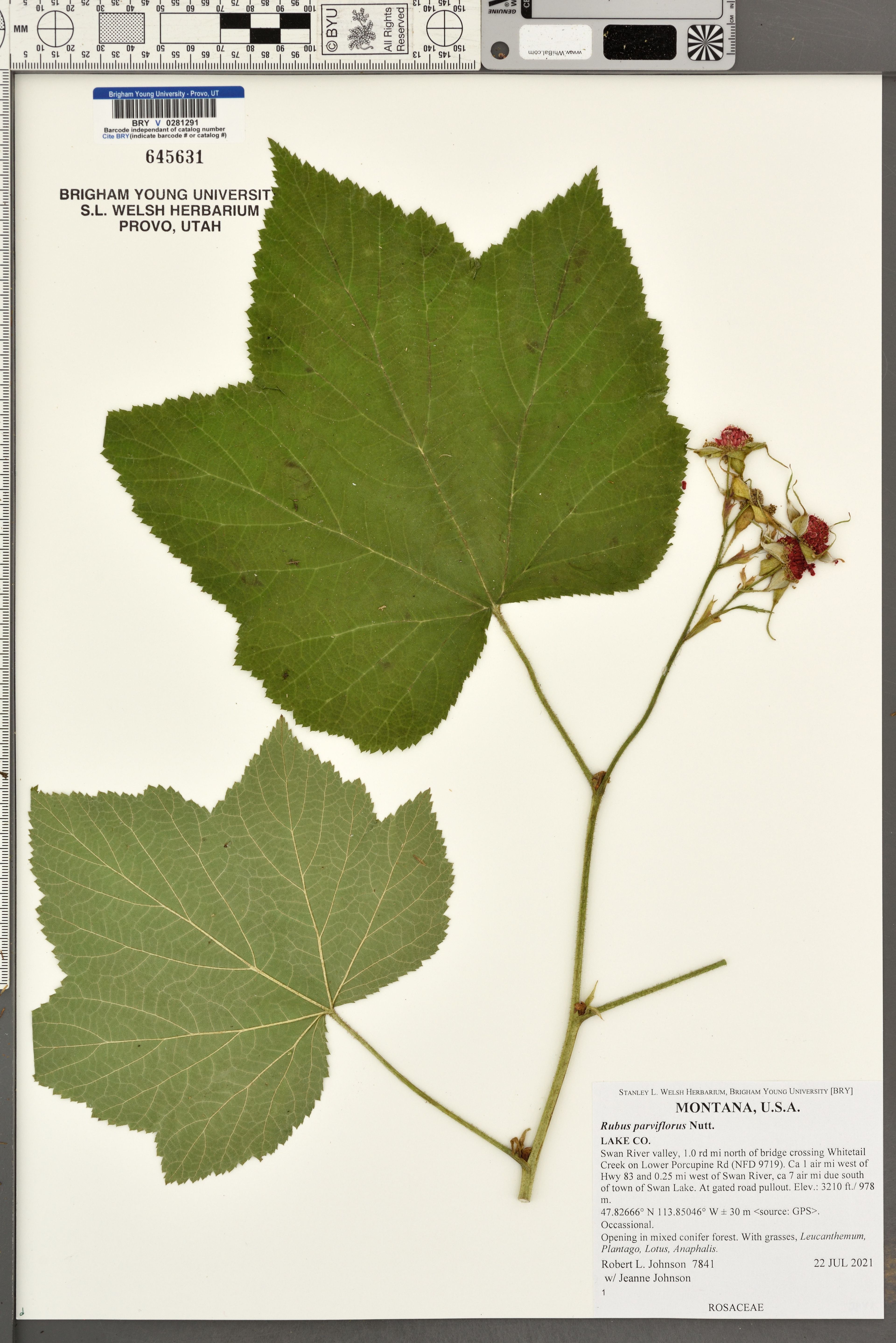Rubus parviflorus - 165