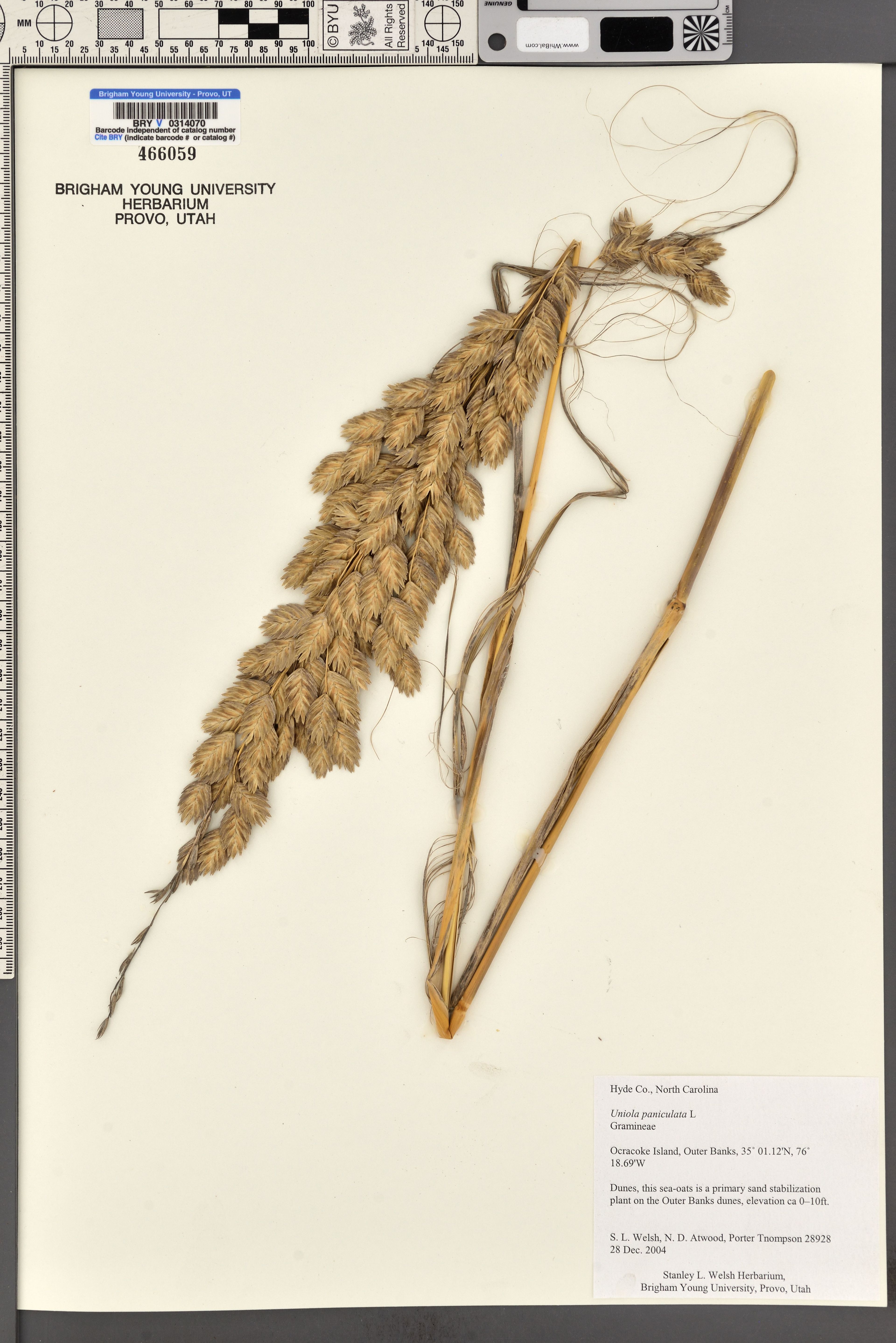 Uniola paniculata - 7