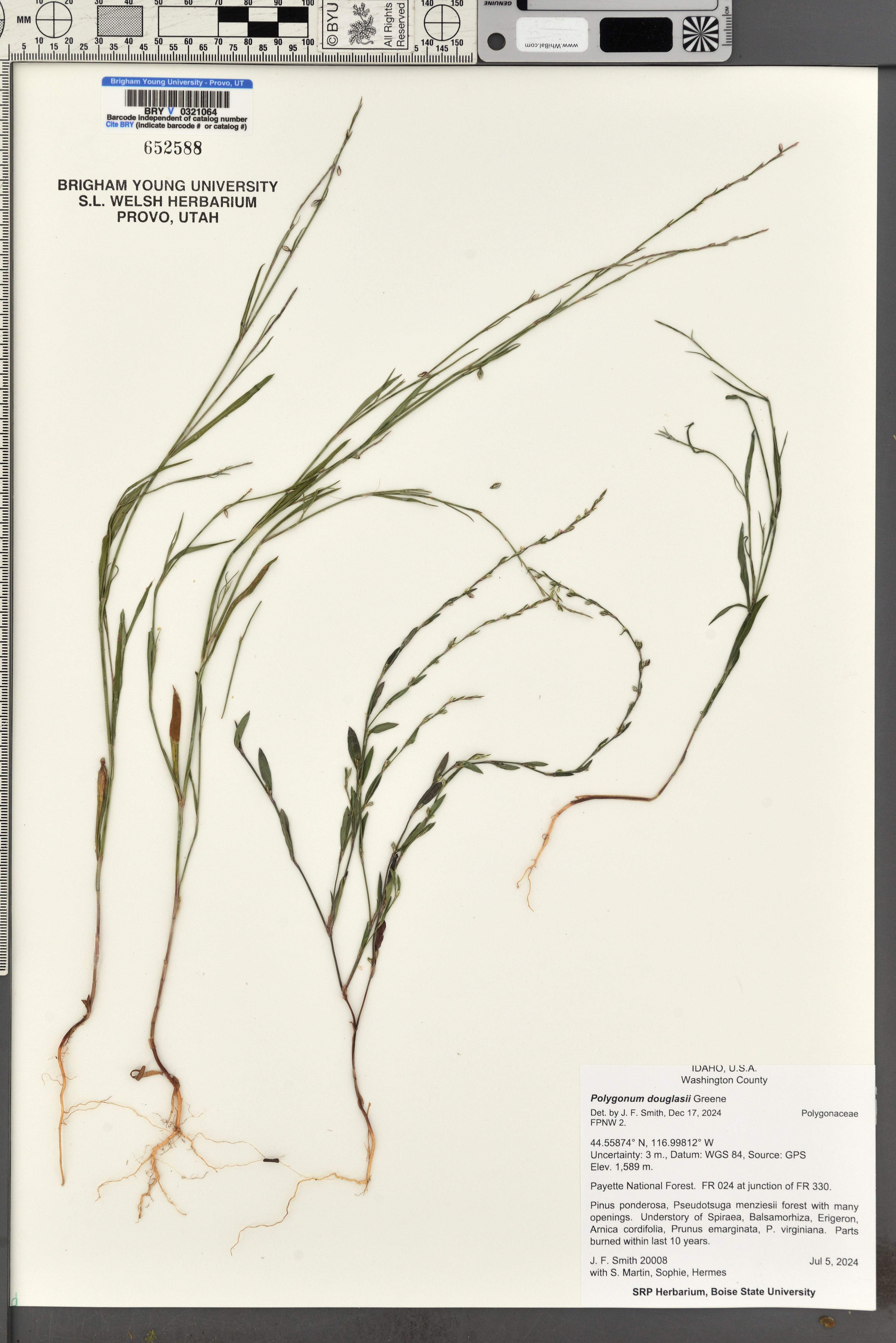 Polygonum douglasii - 237
