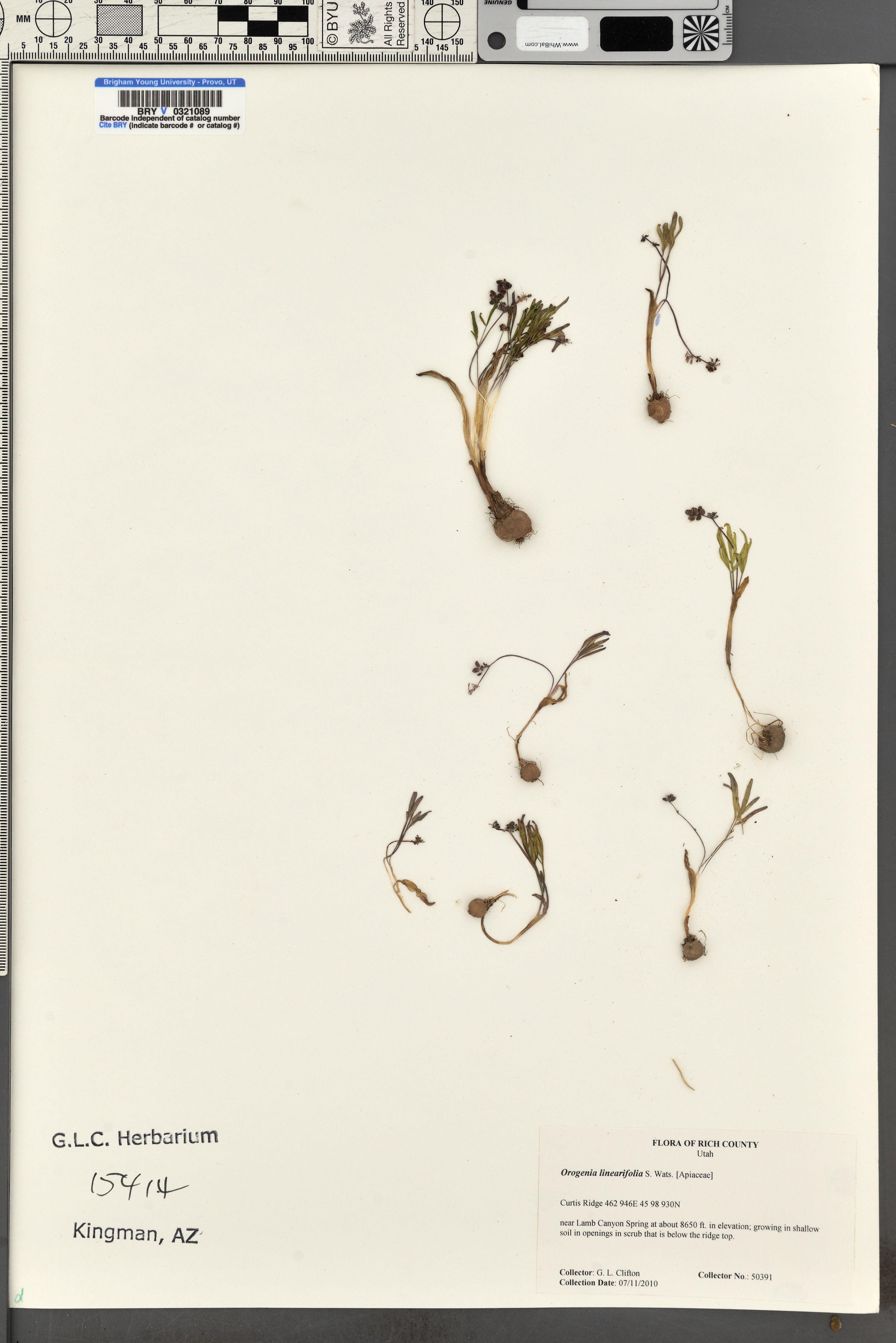 Orogenia linearifolia - 20