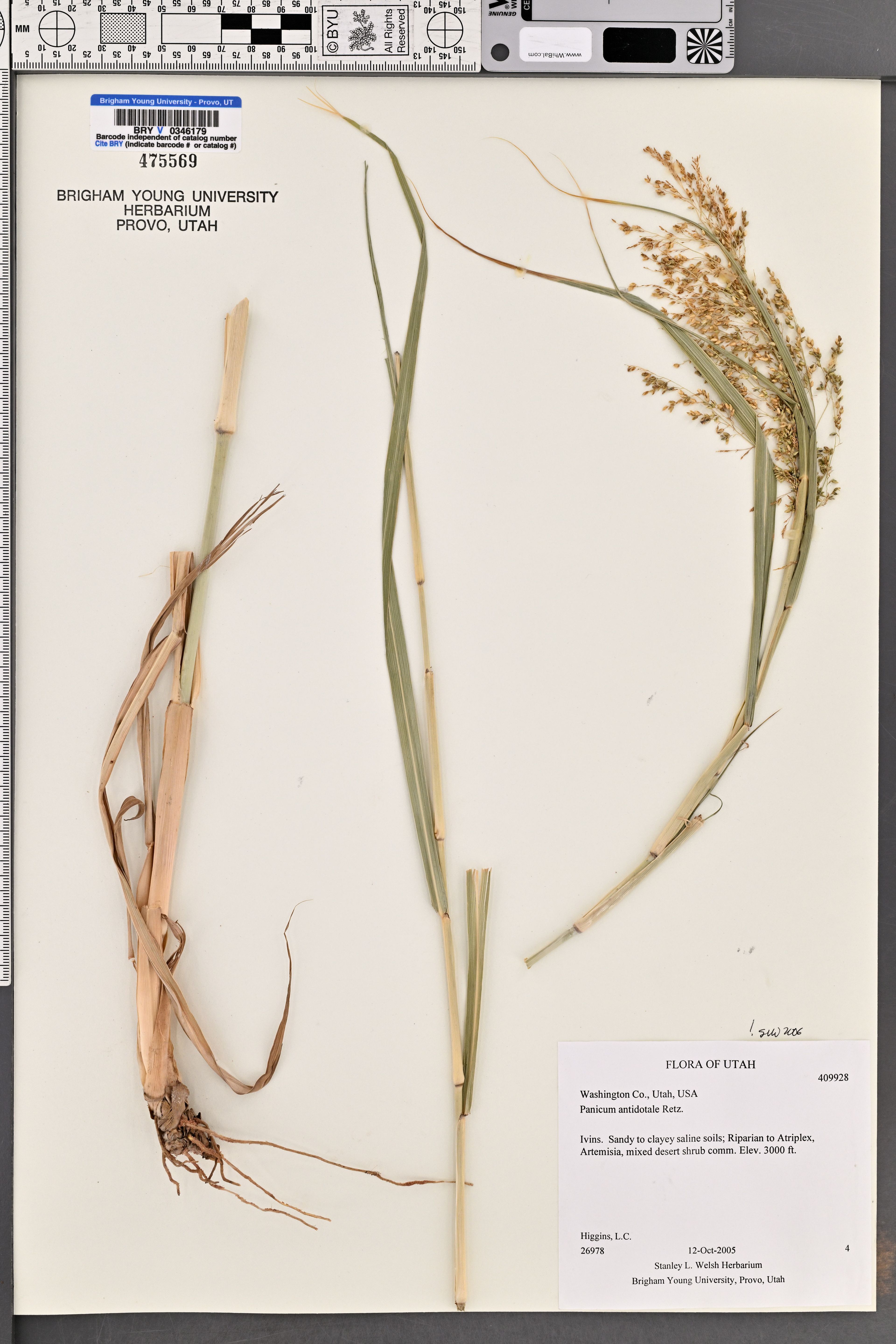 Panicum antidotale - 8
