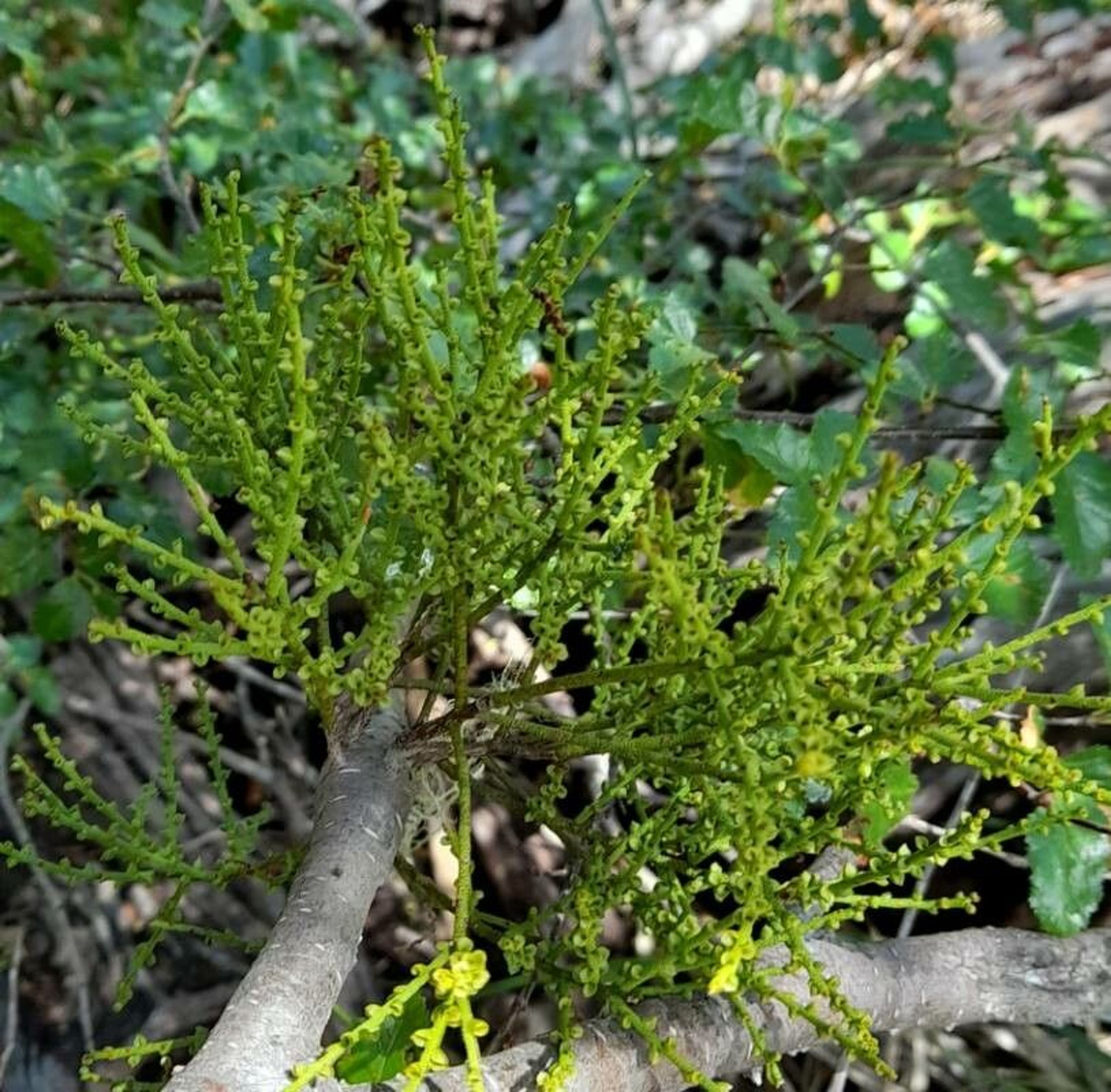habit