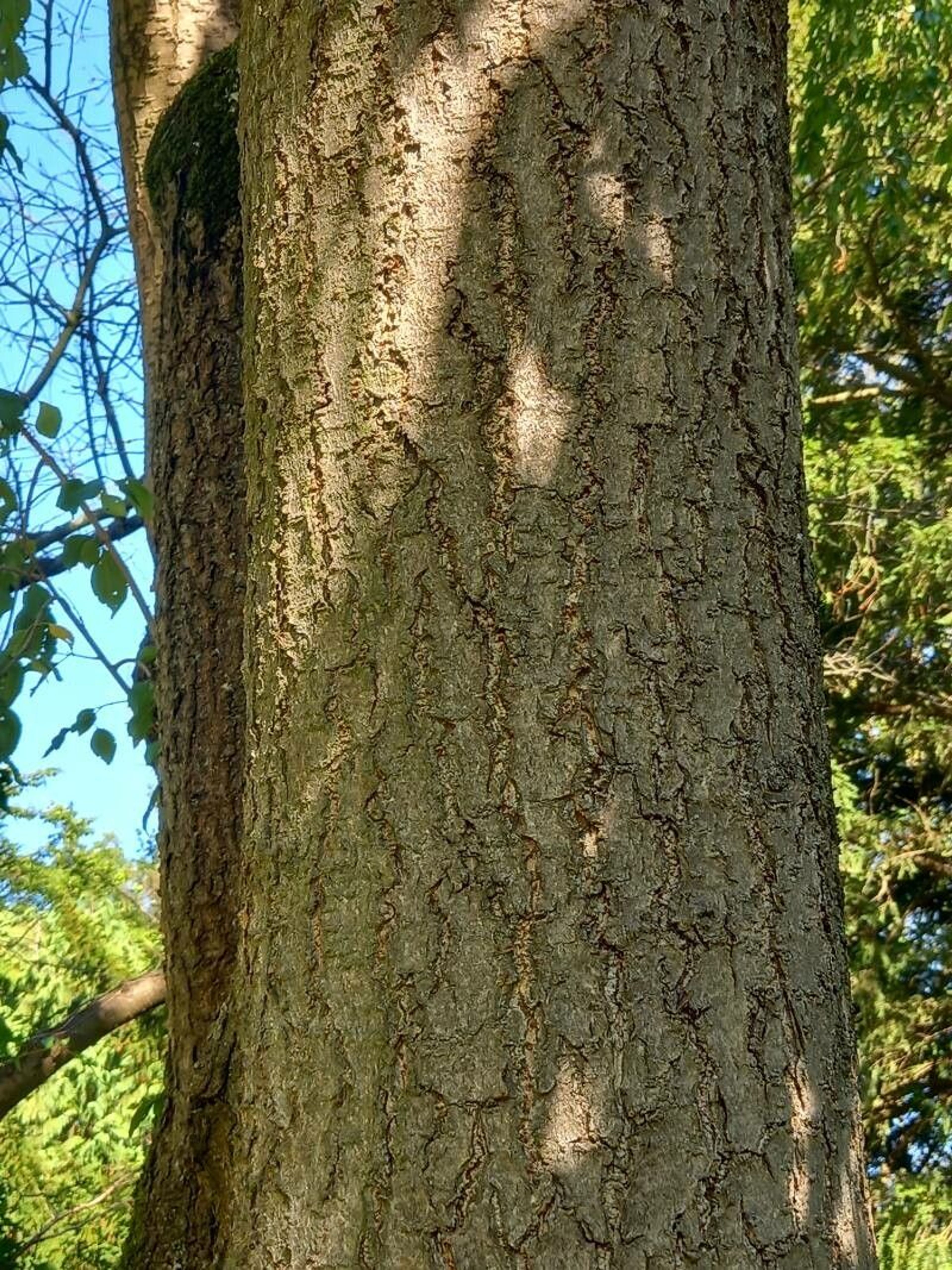 bark