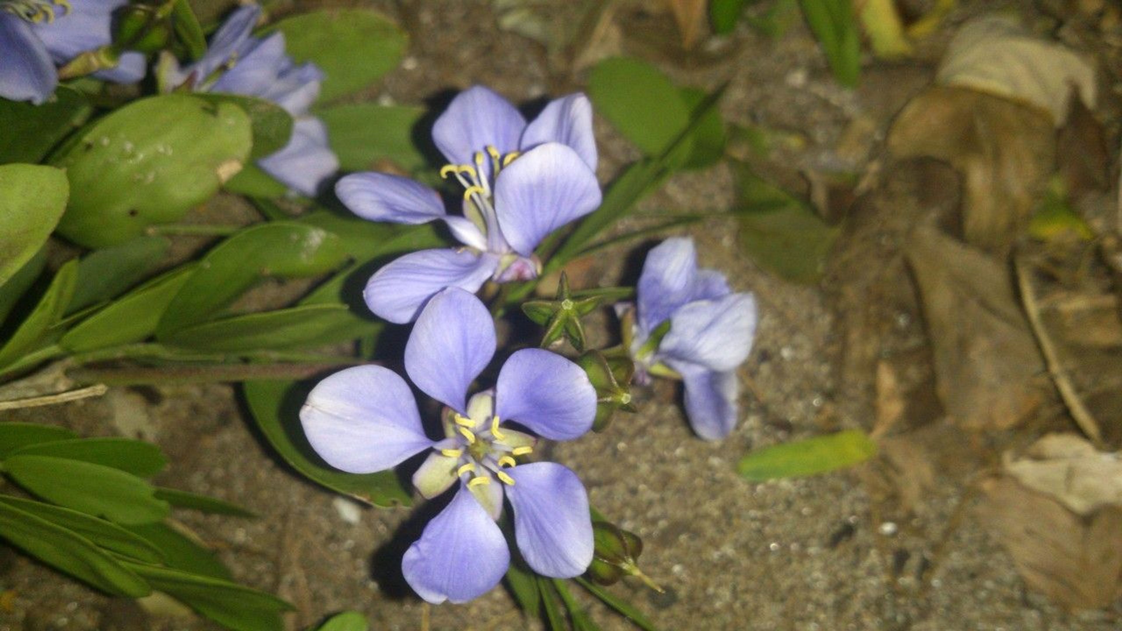 flower