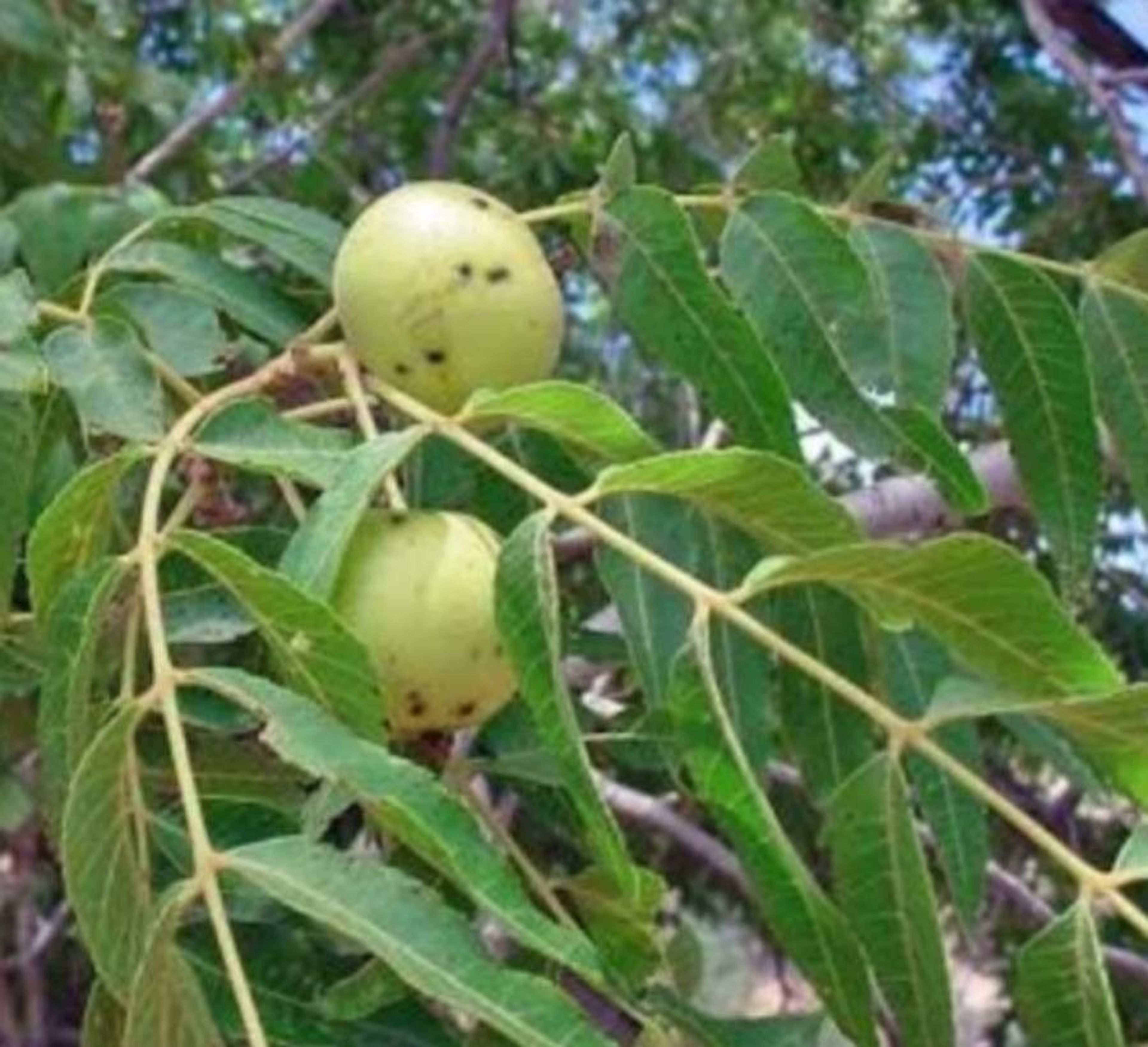 fruit